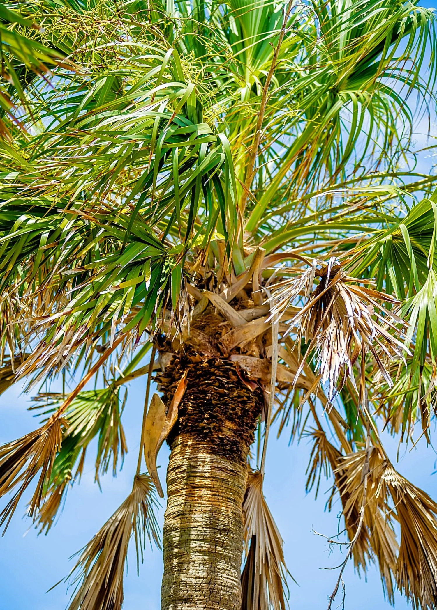 Sabal Palm Tree (Sabal Palmetto)