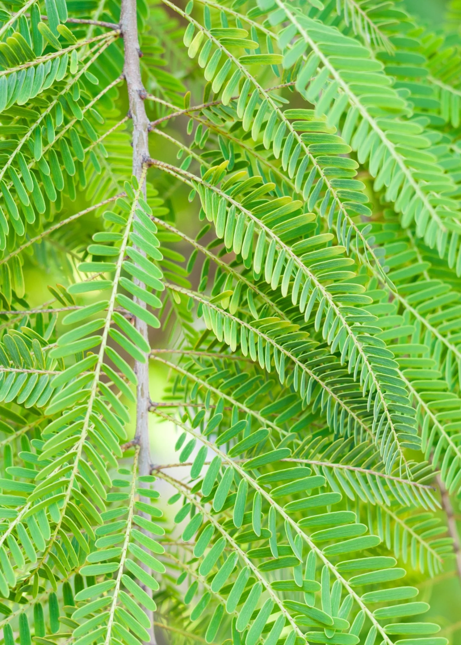 Amla, Indian Gooseberry (Phyllanthus Emblica) - Image 6