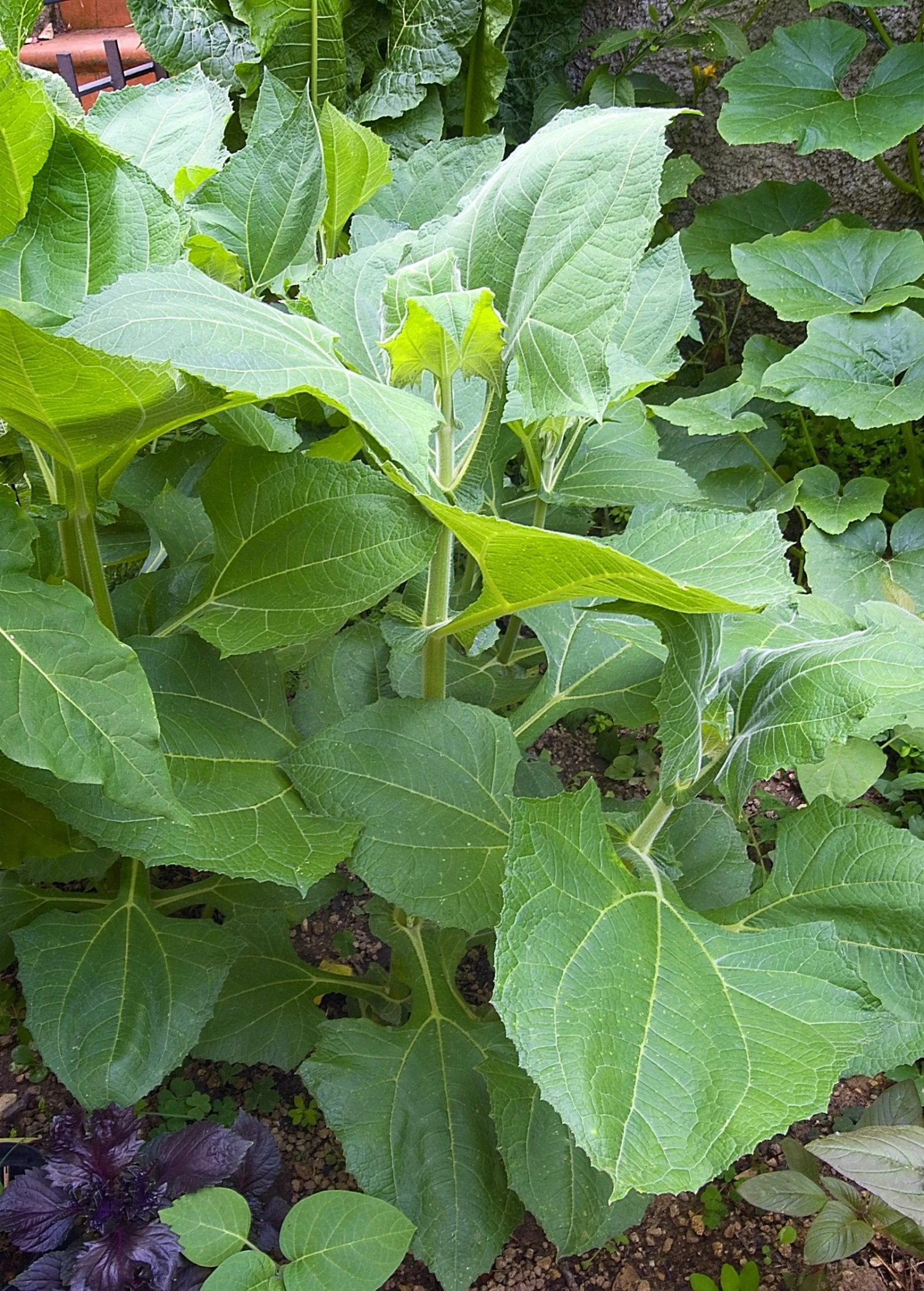 Earth Apple, 'Yellow' (Smallanthus Sonchifolius) - Image 3