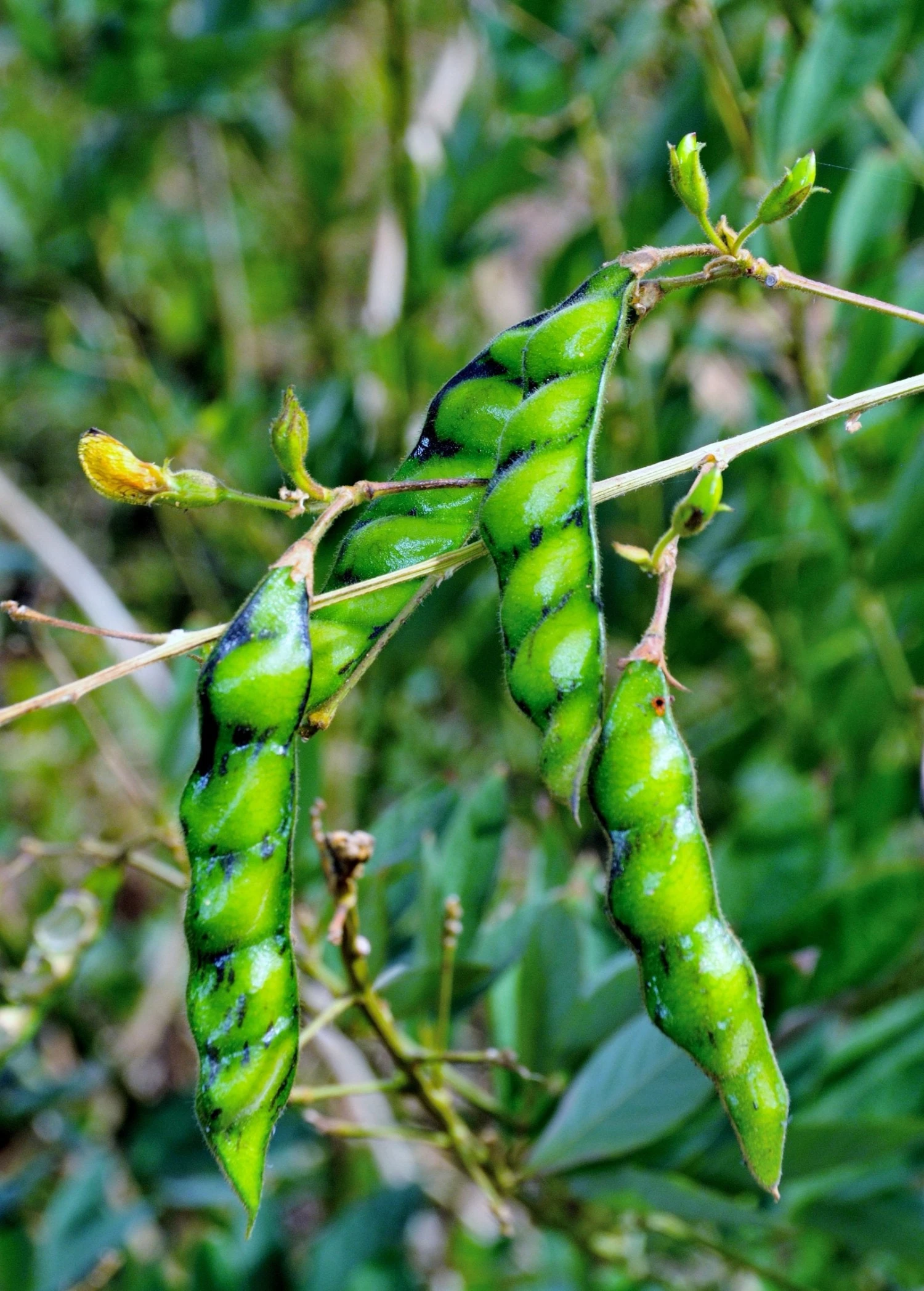 Pigeon Pea, Red (Cajanus Cajan) - Image 2