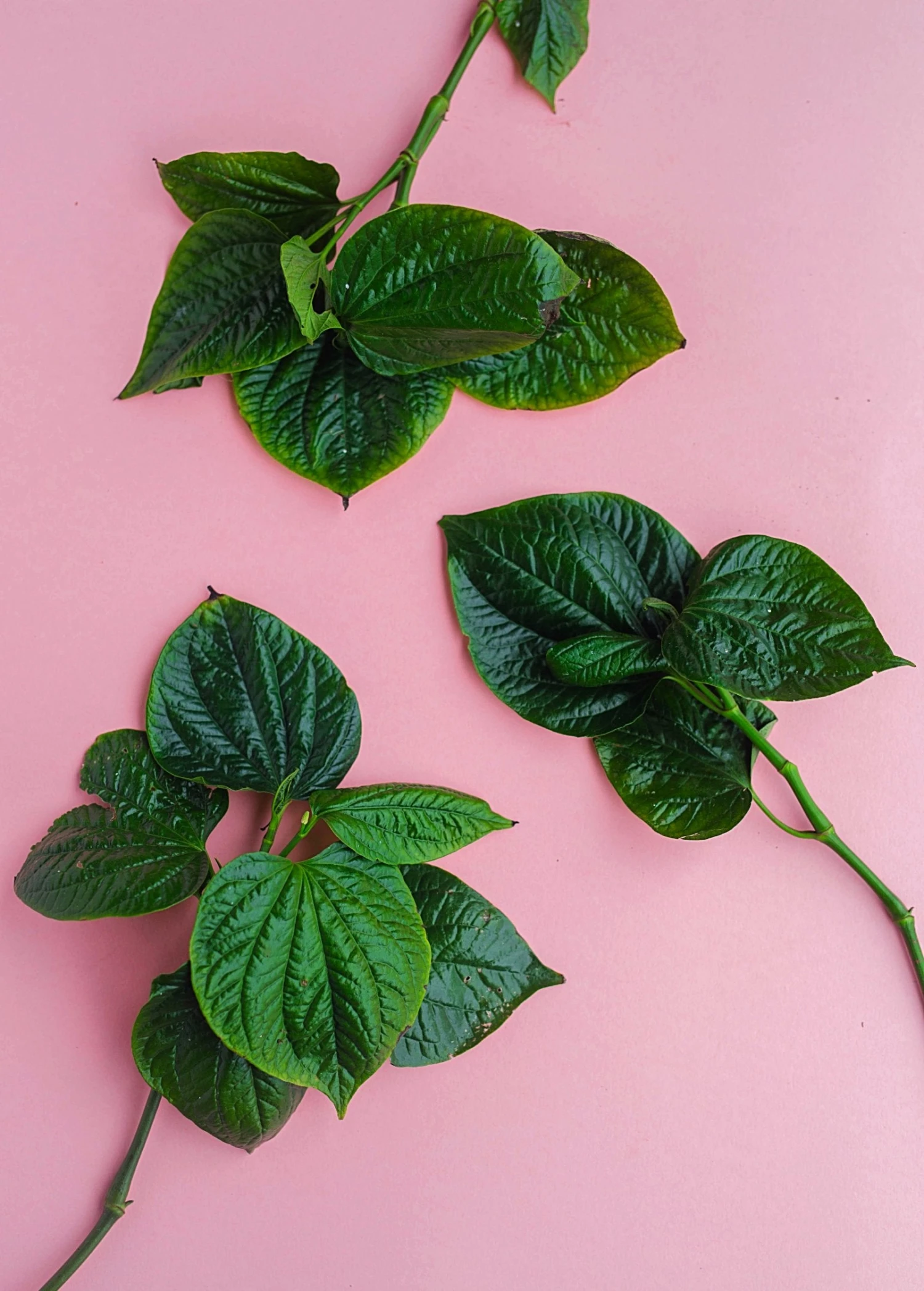 Lolot (Piper Sarmentosum) - Image 4