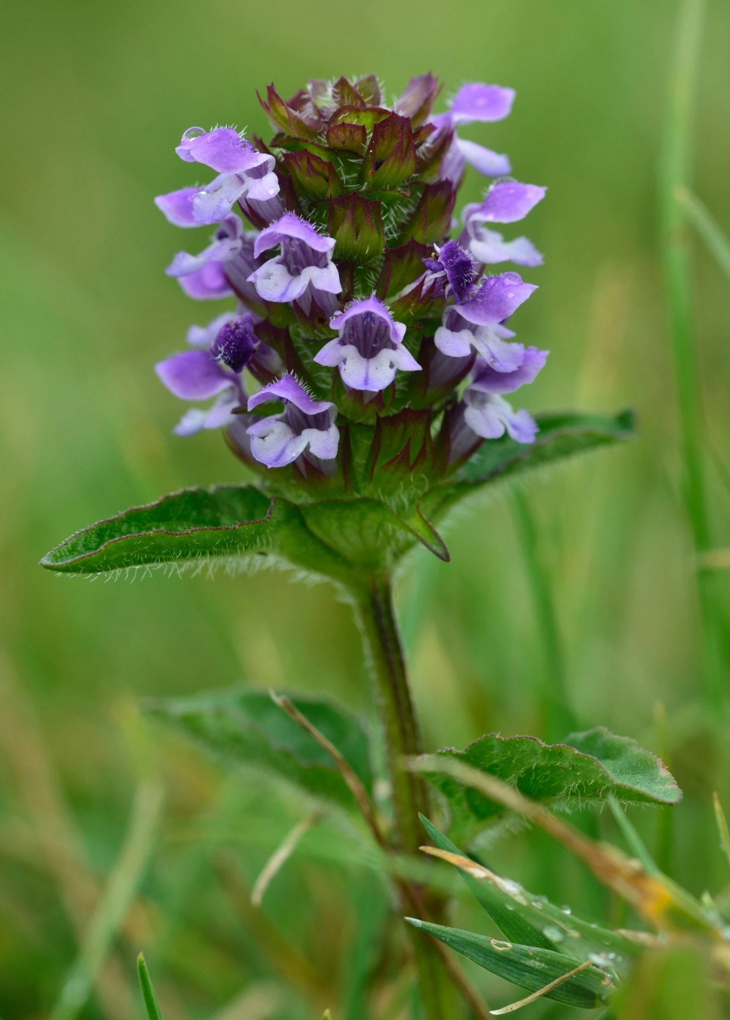 Self Heal Herb (Prunella Vulgaris) - Image 2