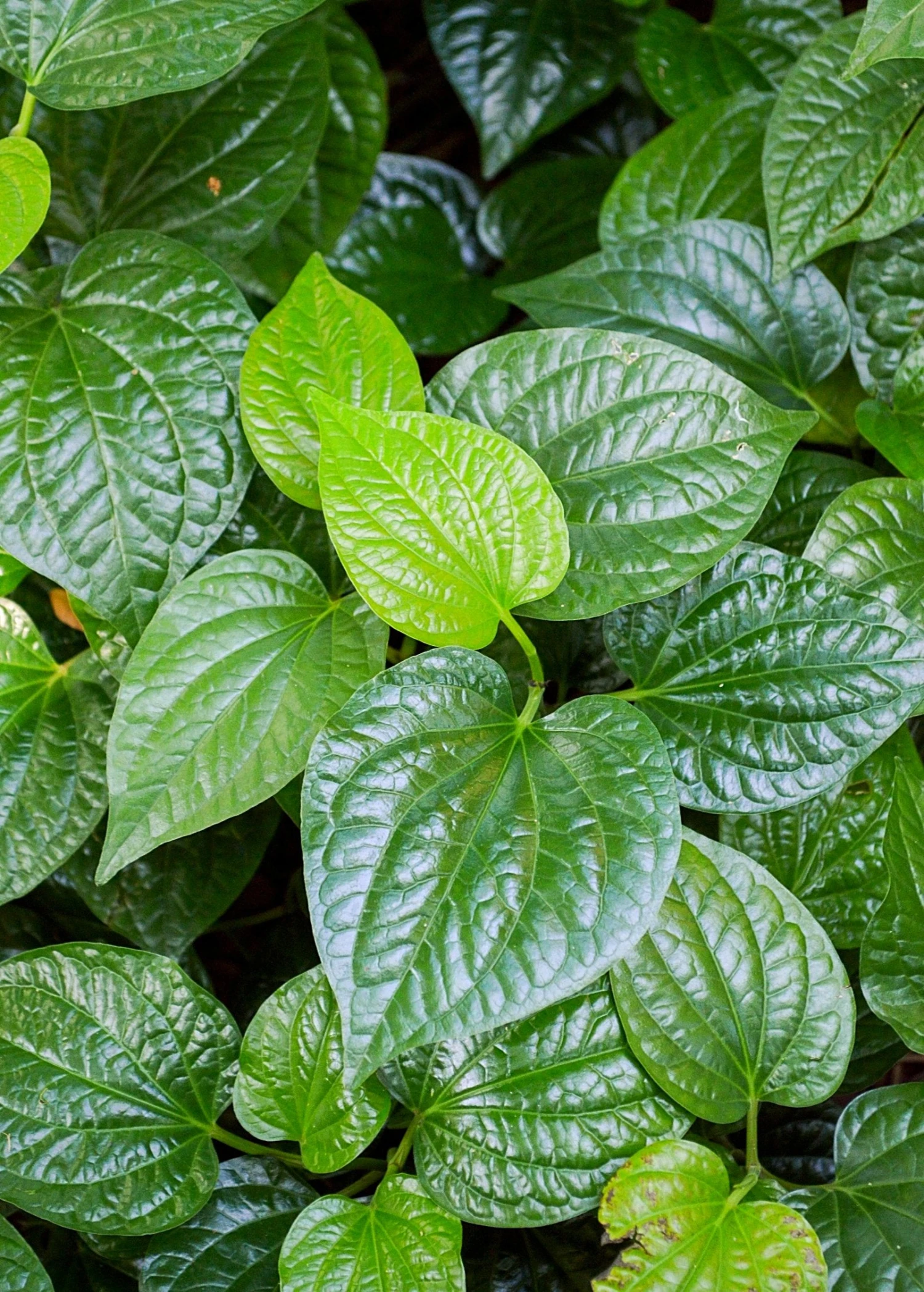 Lolot (Piper Sarmentosum) - Image 5