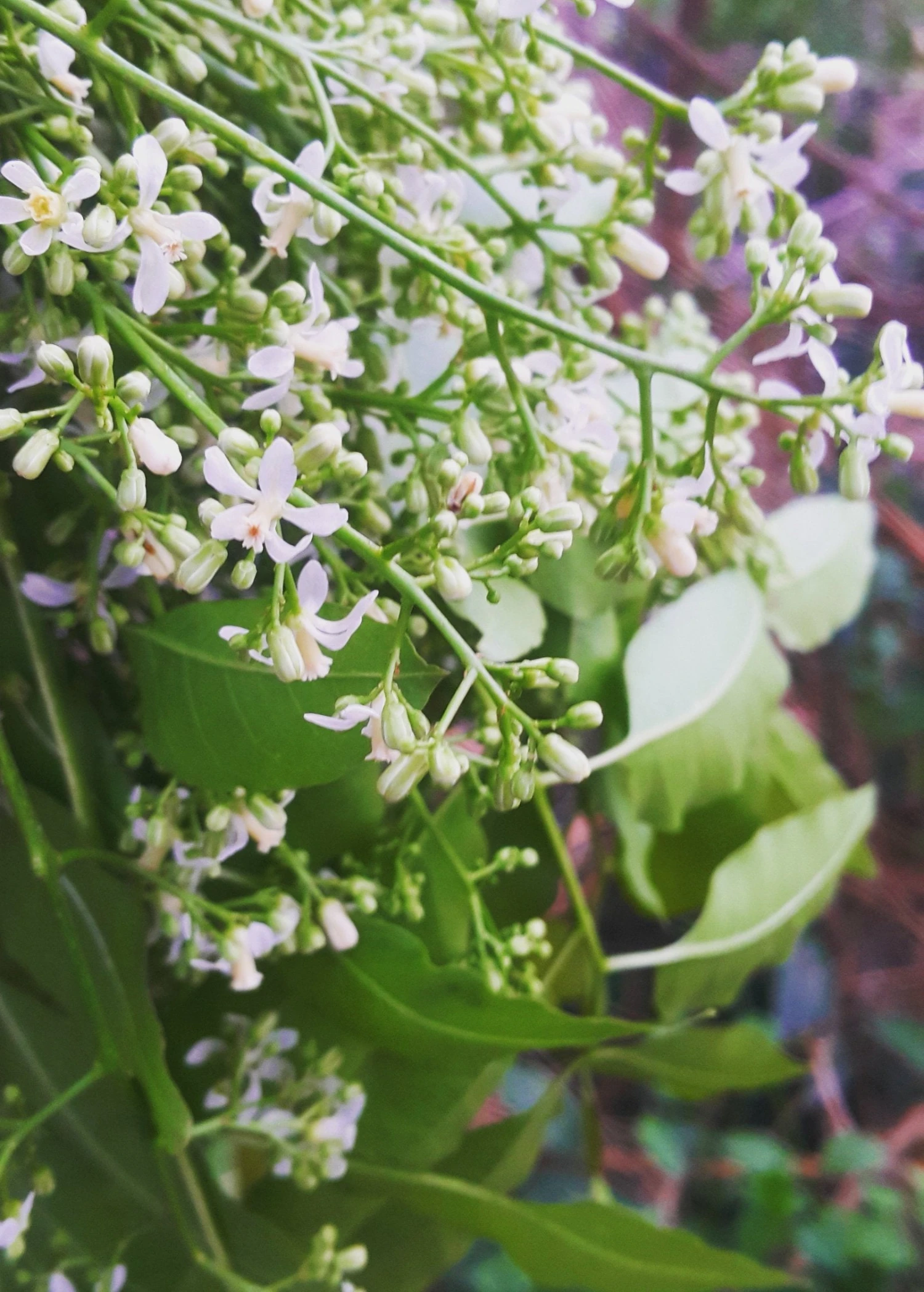 Neem Tree (Azadirachta Indica) - Image 5