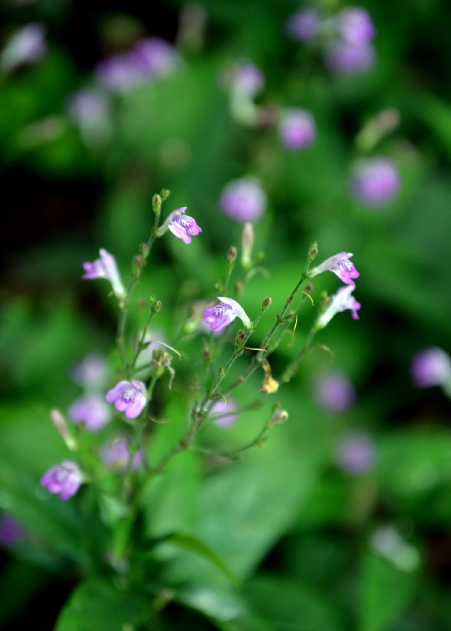 Tilo (Justicia Pectoralis) - Image 2