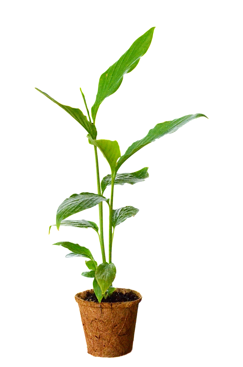 Cardamom (Elettaria Cardamomum) - Image 3