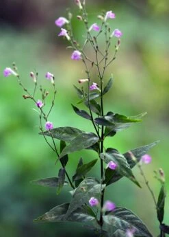 Tilo (Justicia Pectoralis)