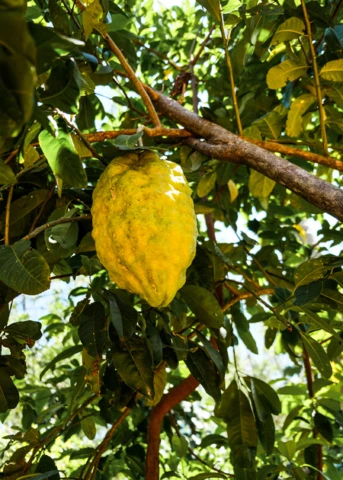 Ponderosa Lemon (Citrus × Pyriformis)