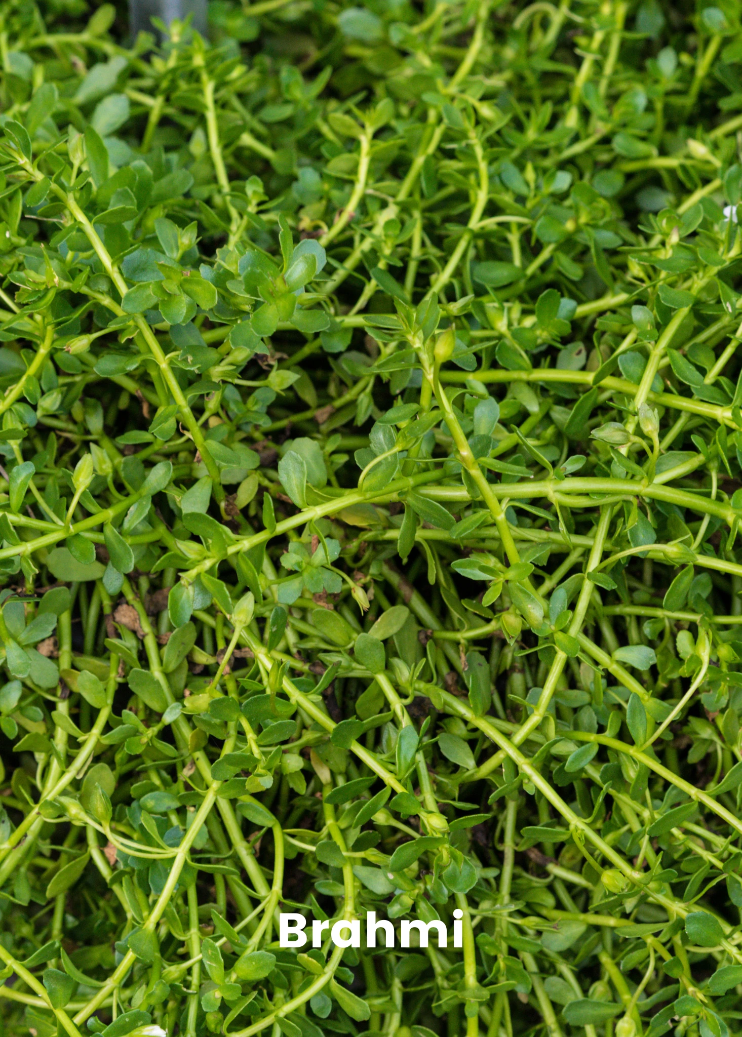 Ayurveda Herb Bundle: Gotu Kola & Brahmi - Image 3