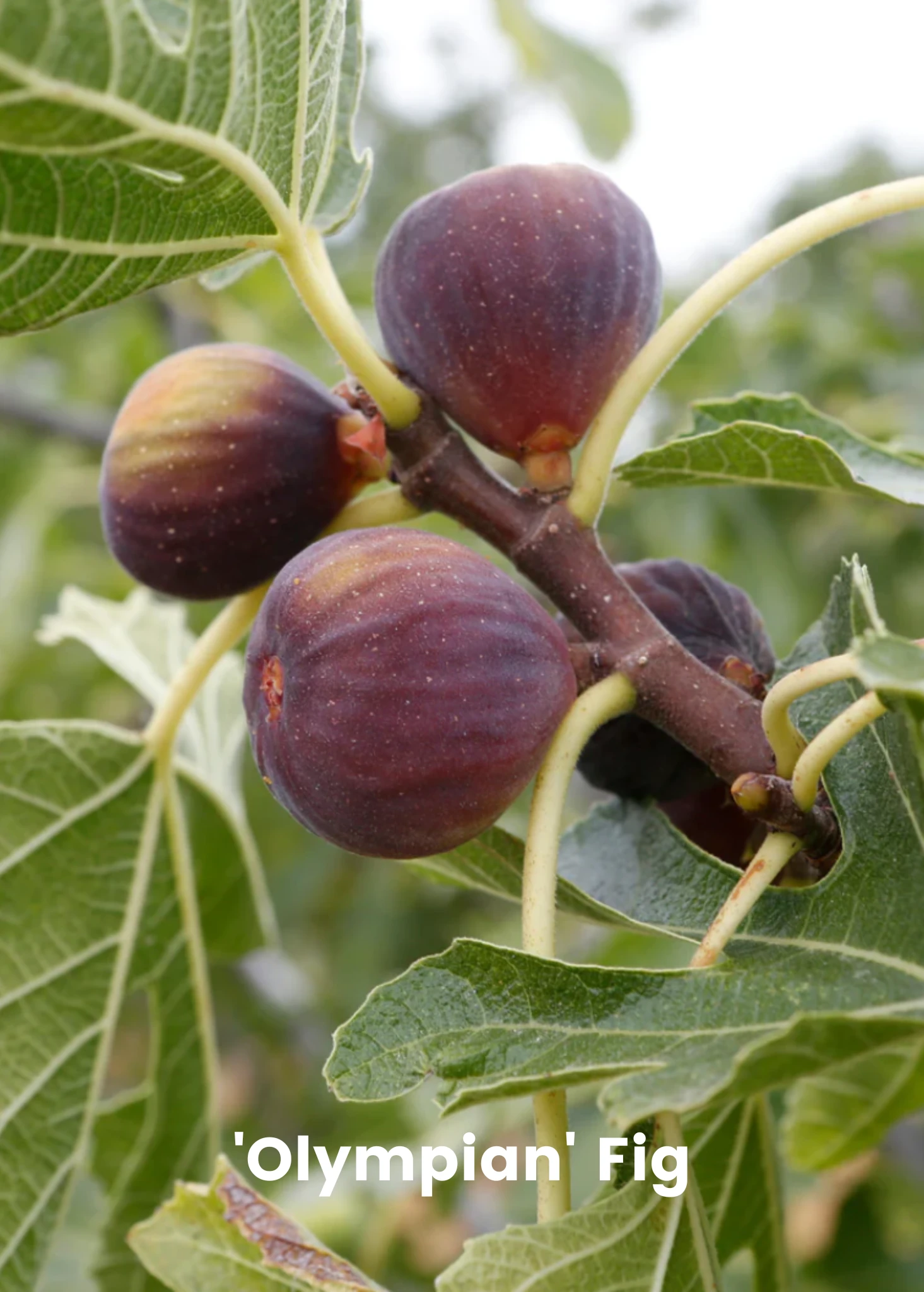 Fig Tree Bundle: 'Olympian' Fig & 'Brown Turkey' Fig - Image 2