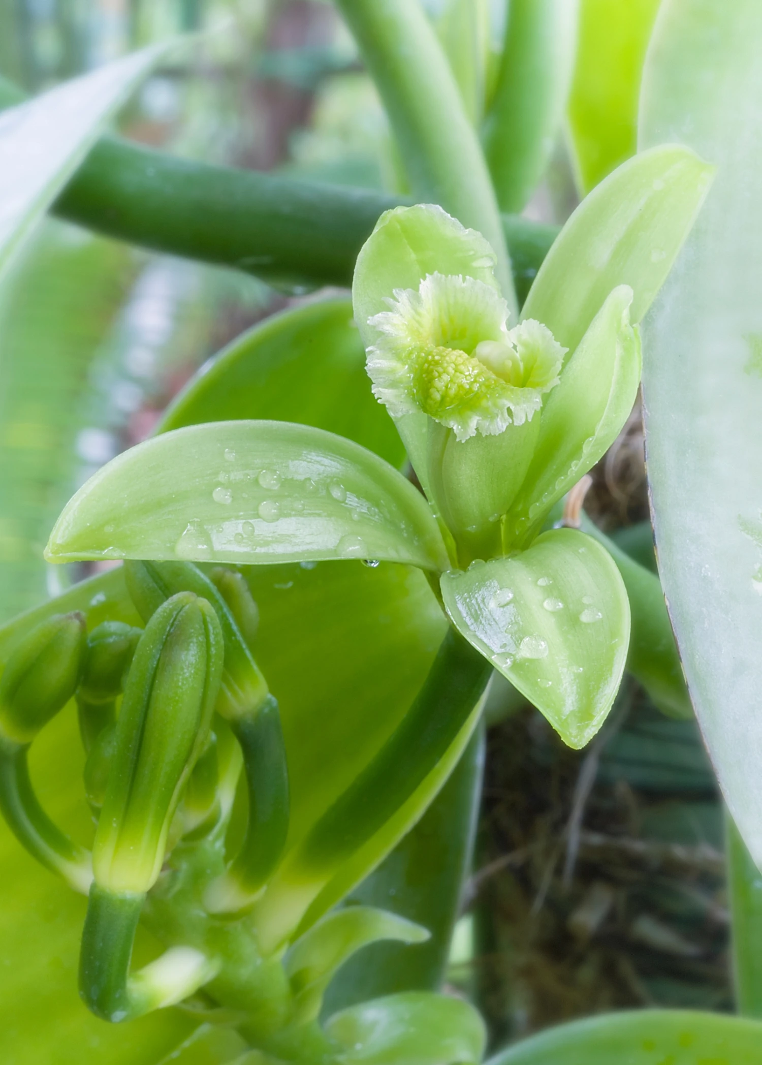Vanilla Bean Orchid (Vanilla Planifolia) - Image 5