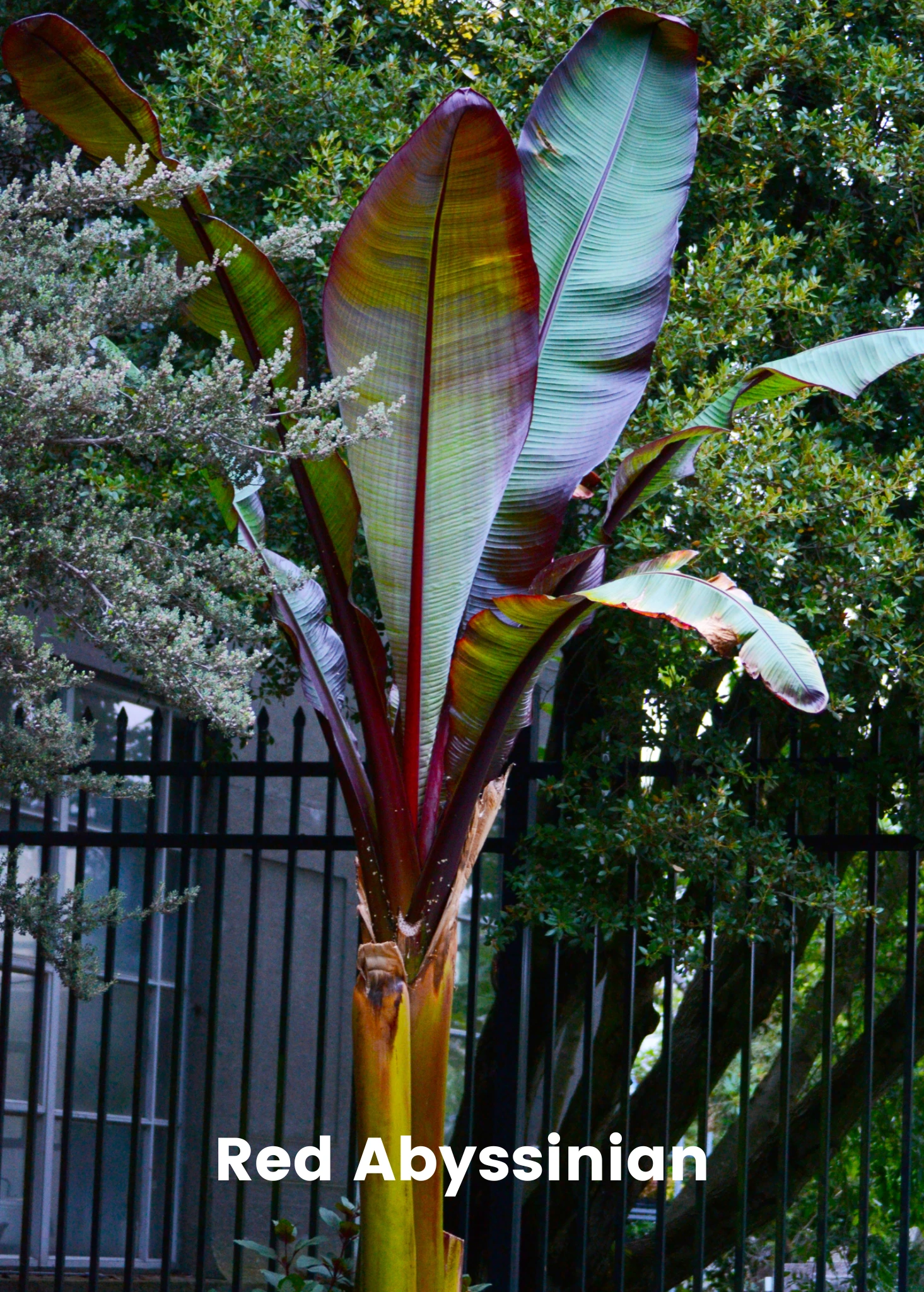 Banana Bundle: Siam Ruby, Blood Banana, Dwarf Cavendish & Red Abyssinian - Image 5