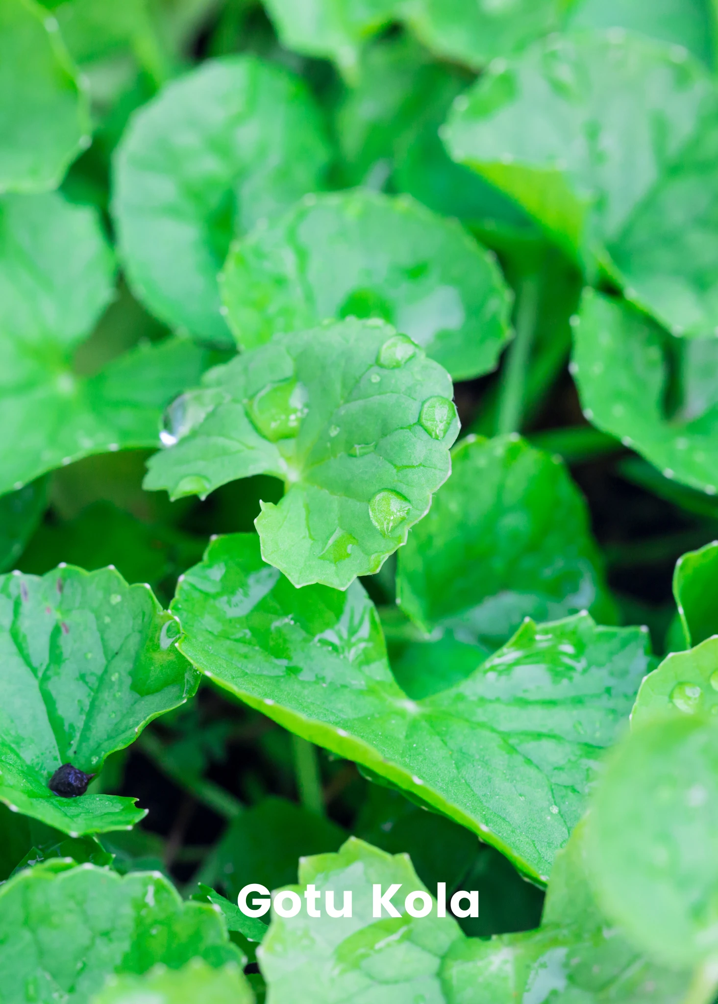 Ayurveda Herb Bundle: Gotu Kola & Brahmi - Image 2