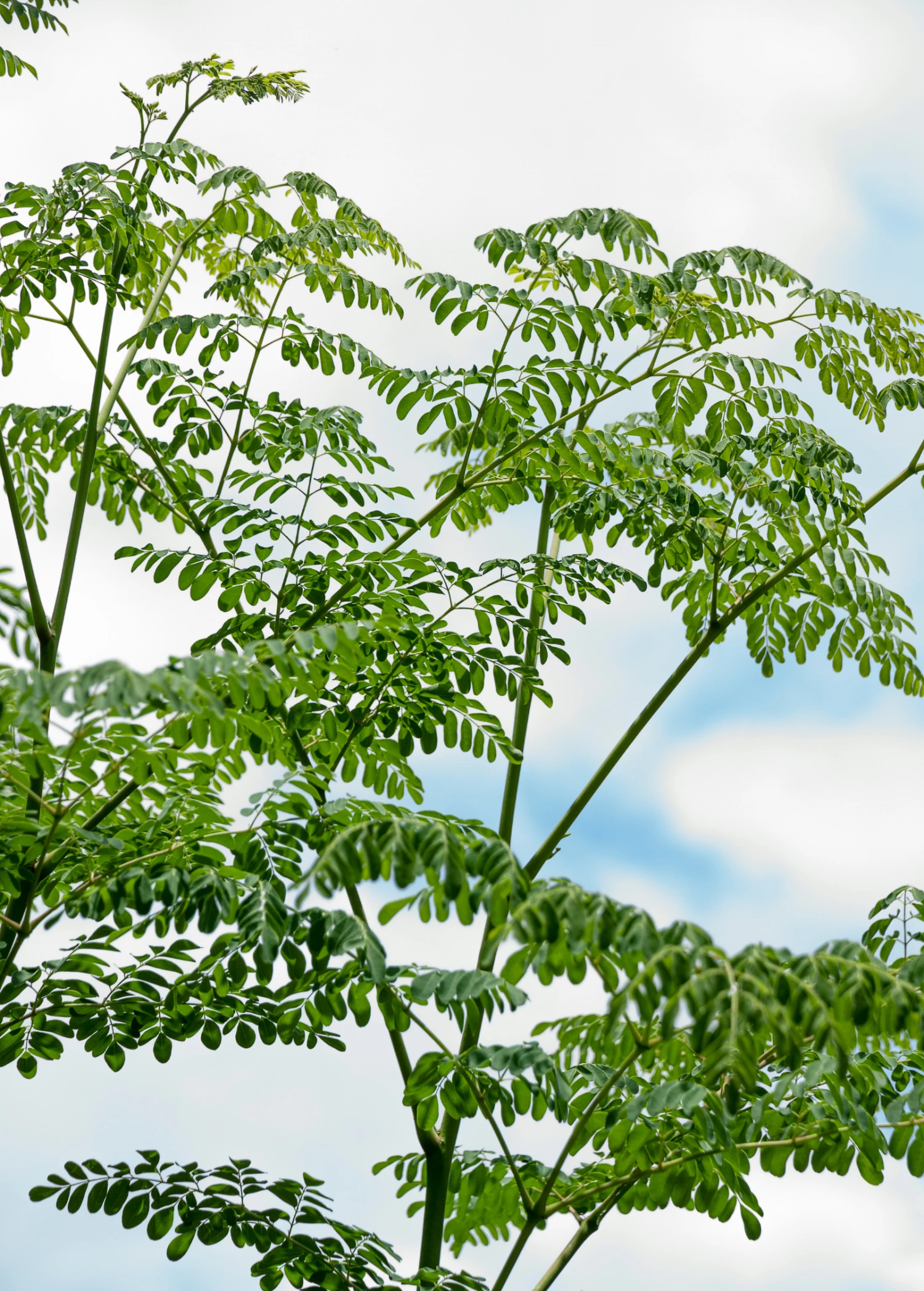 Moringa (Moringa Oleifera) - Image 4