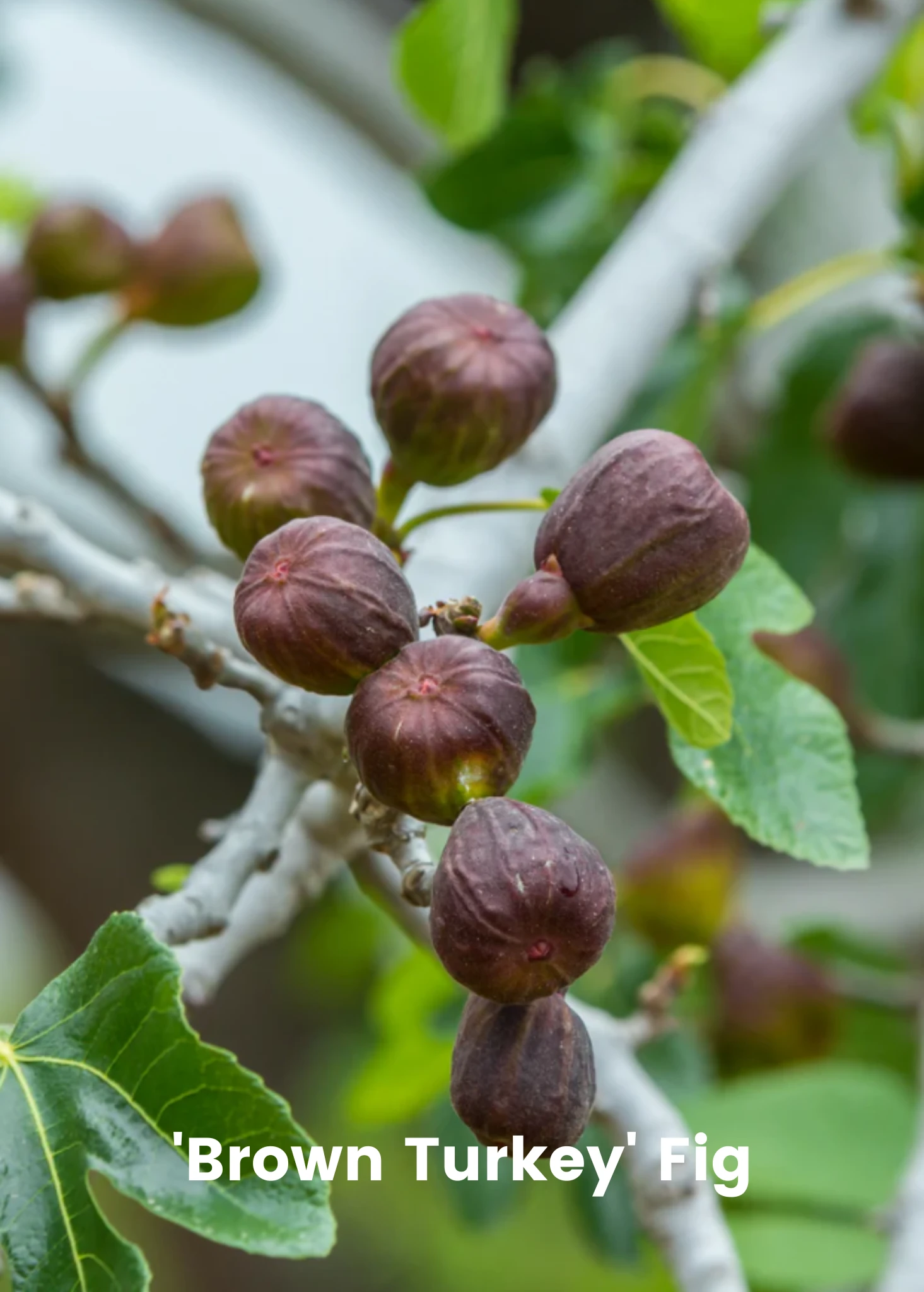 Fig Tree Bundle: 'Olympian' Fig & 'Brown Turkey' Fig - Image 3