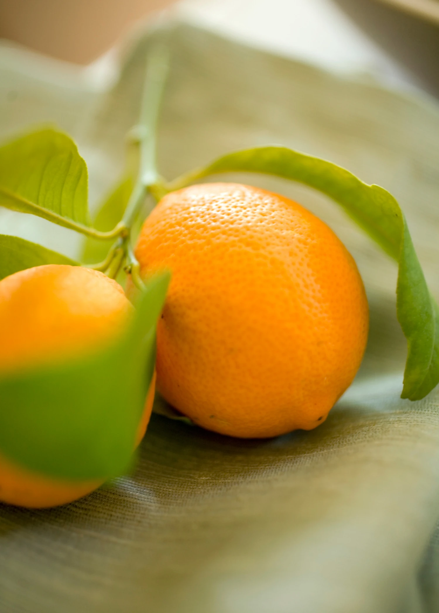 Meyer Lemon (Citrus × Meyeri) - Image 3