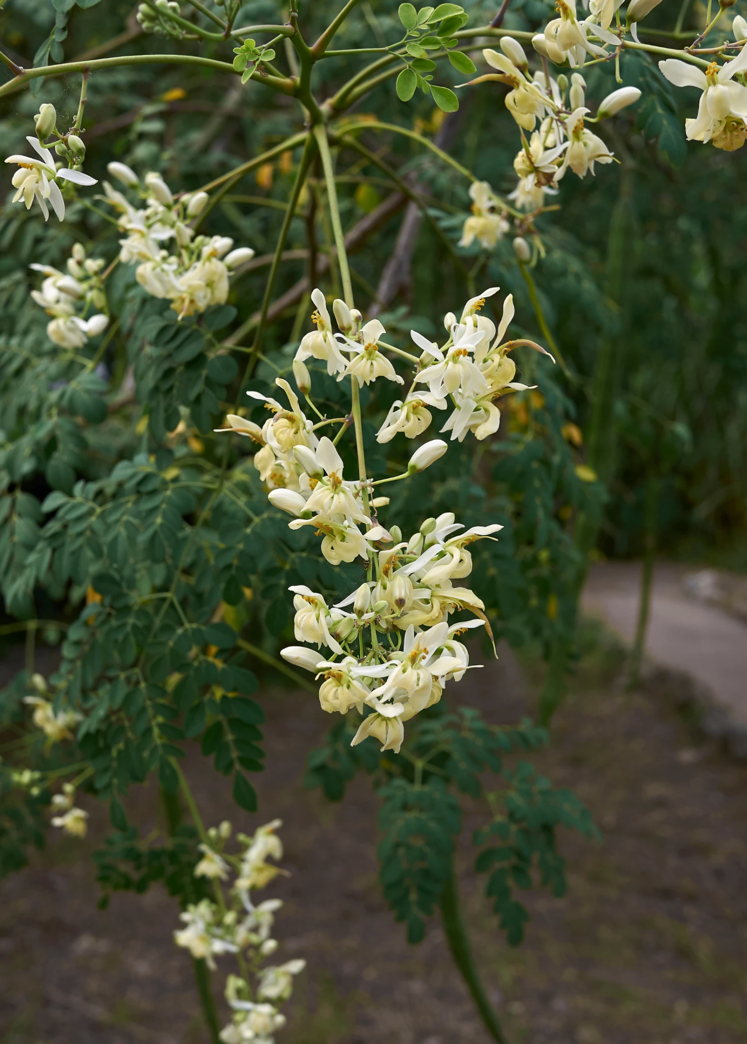 Moringa (Moringa Oleifera) - Image 3