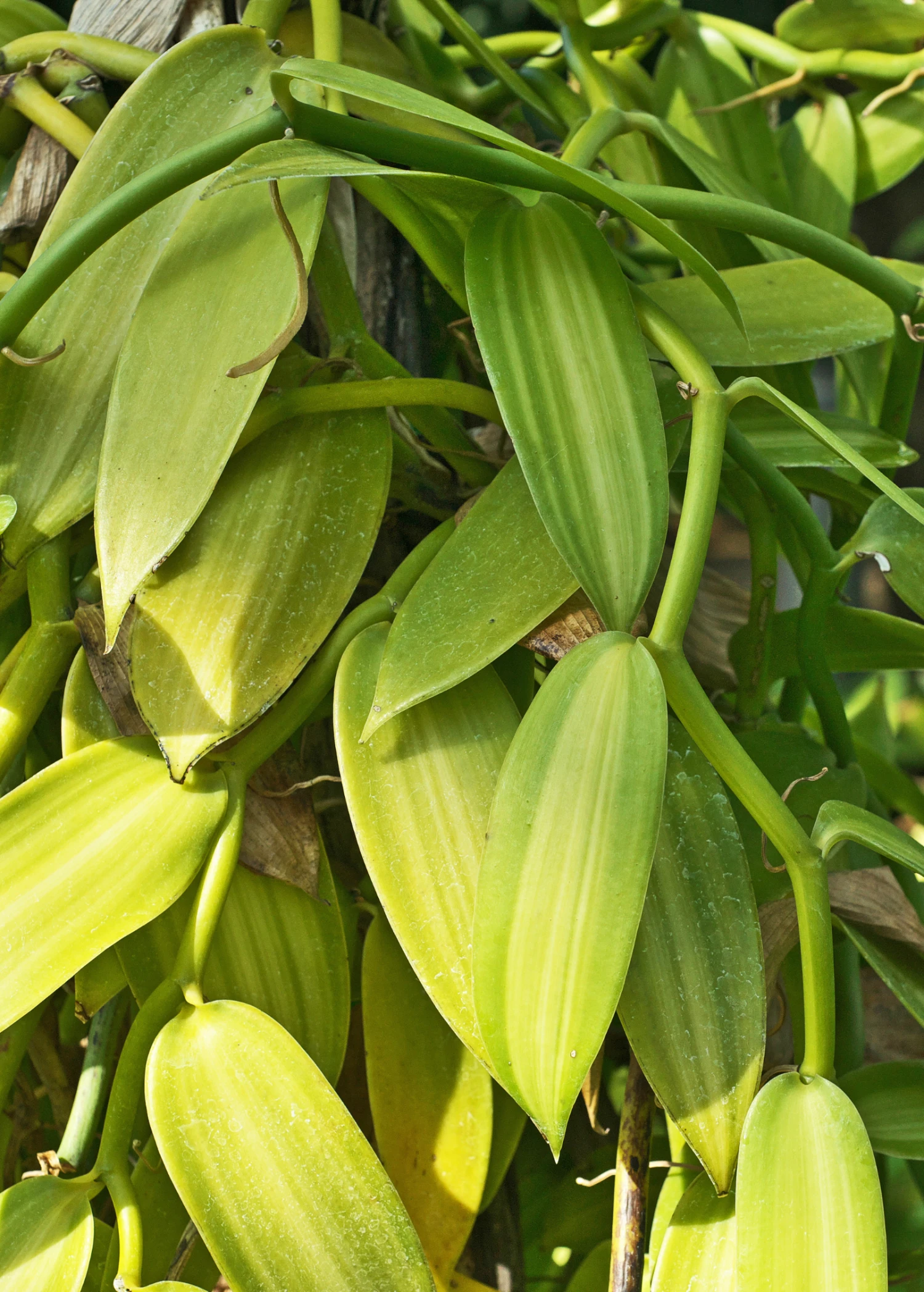 Vanilla Bean Orchid (Vanilla Planifolia) - Image 2