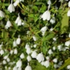 White Crane Flower (Rhinacanthus Nasutus)