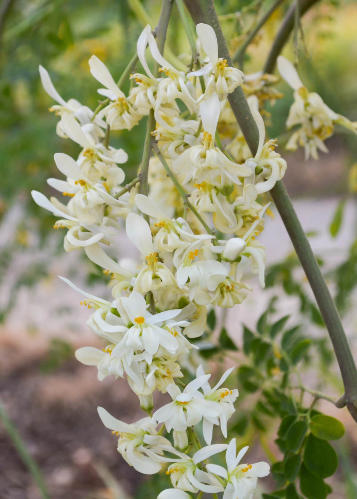 Moringa (Moringa Oleifera) - Image 6