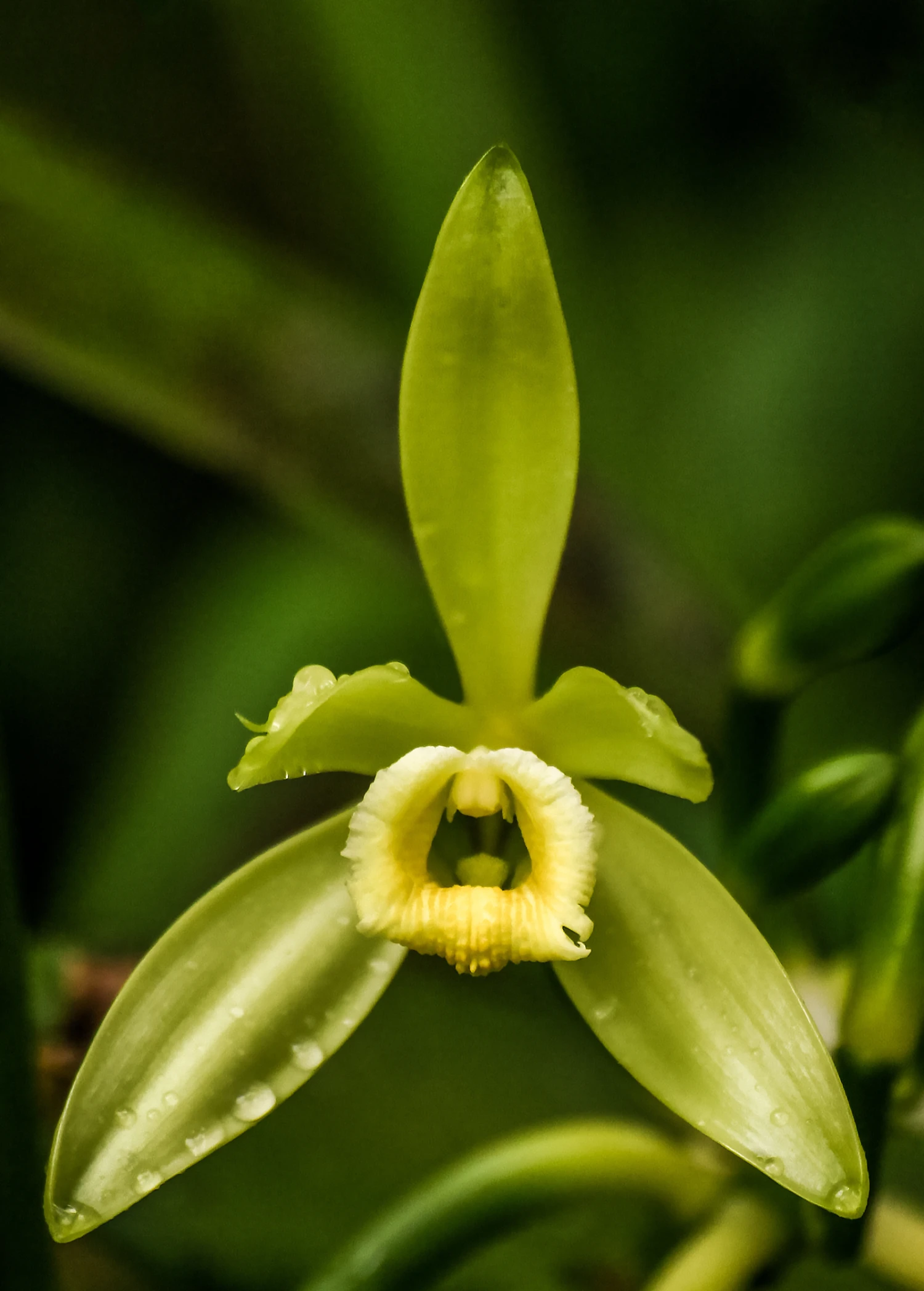 Vanilla Bean Orchid (Vanilla Planifolia)