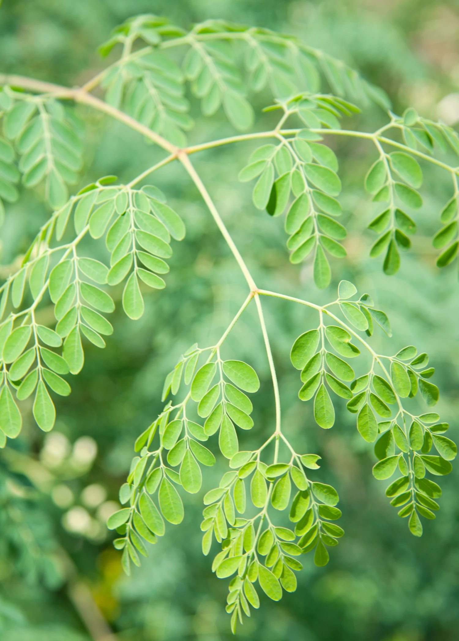 Moringa (Moringa Oleifera) - Image 2