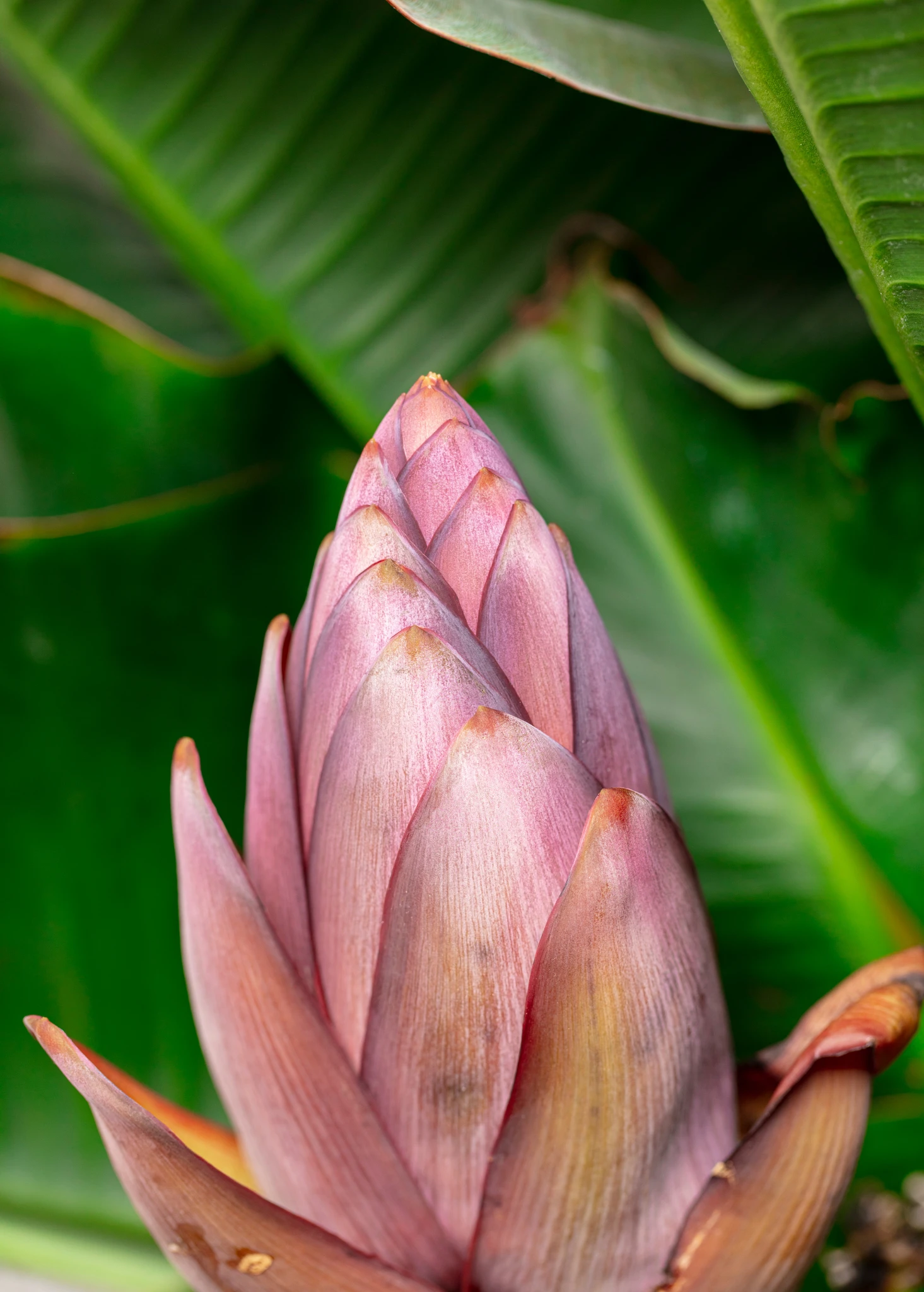 Banana 'Dwarf Cavendish' (Musa Acuminata) - Image 3