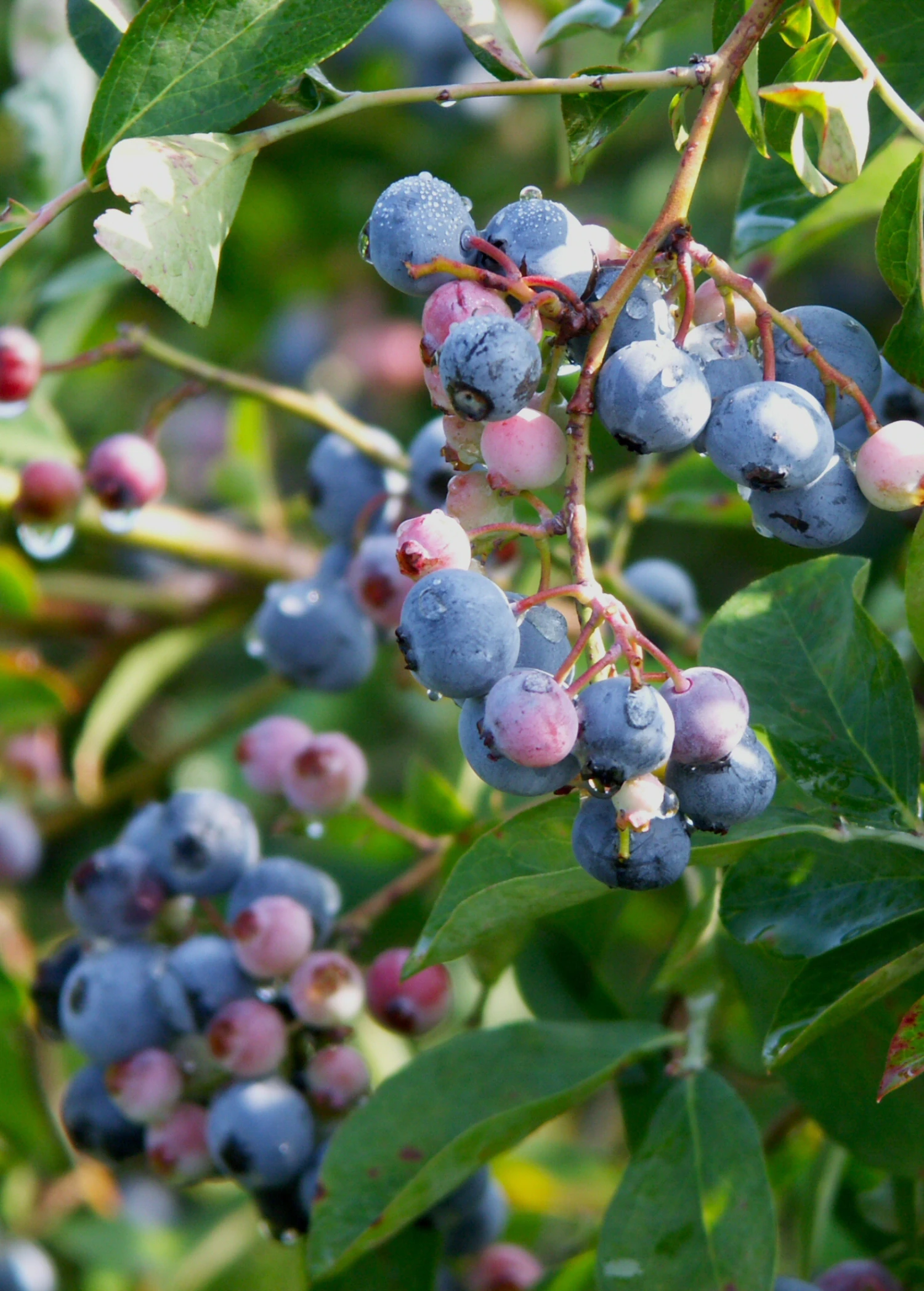 Acid Mix 4-3-6 All Natural Fertilizer Blend, 5lb - Image 2