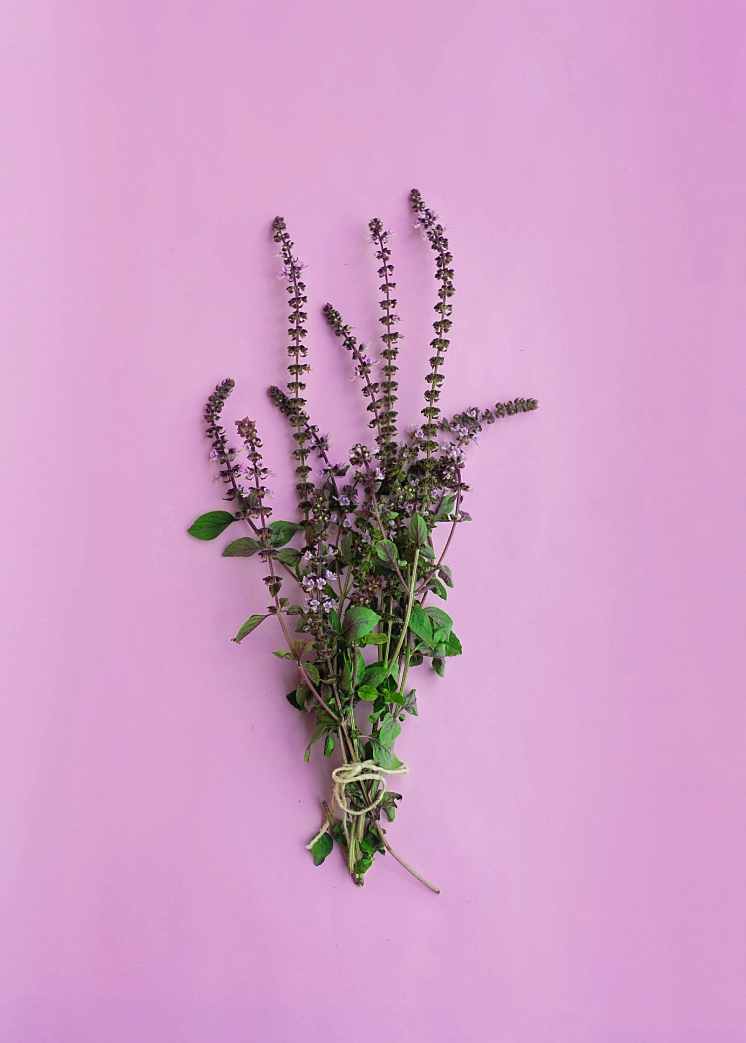 African Blue Basil (Ocimum Kilimandscharicum × Basilicum 'Dark Opal') - Image 3