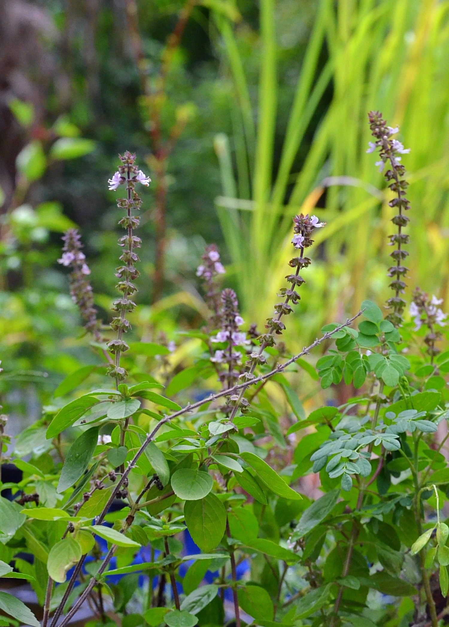 African Blue Basil (Ocimum Kilimandscharicum × Basilicum 'Dark Opal') - Image 2