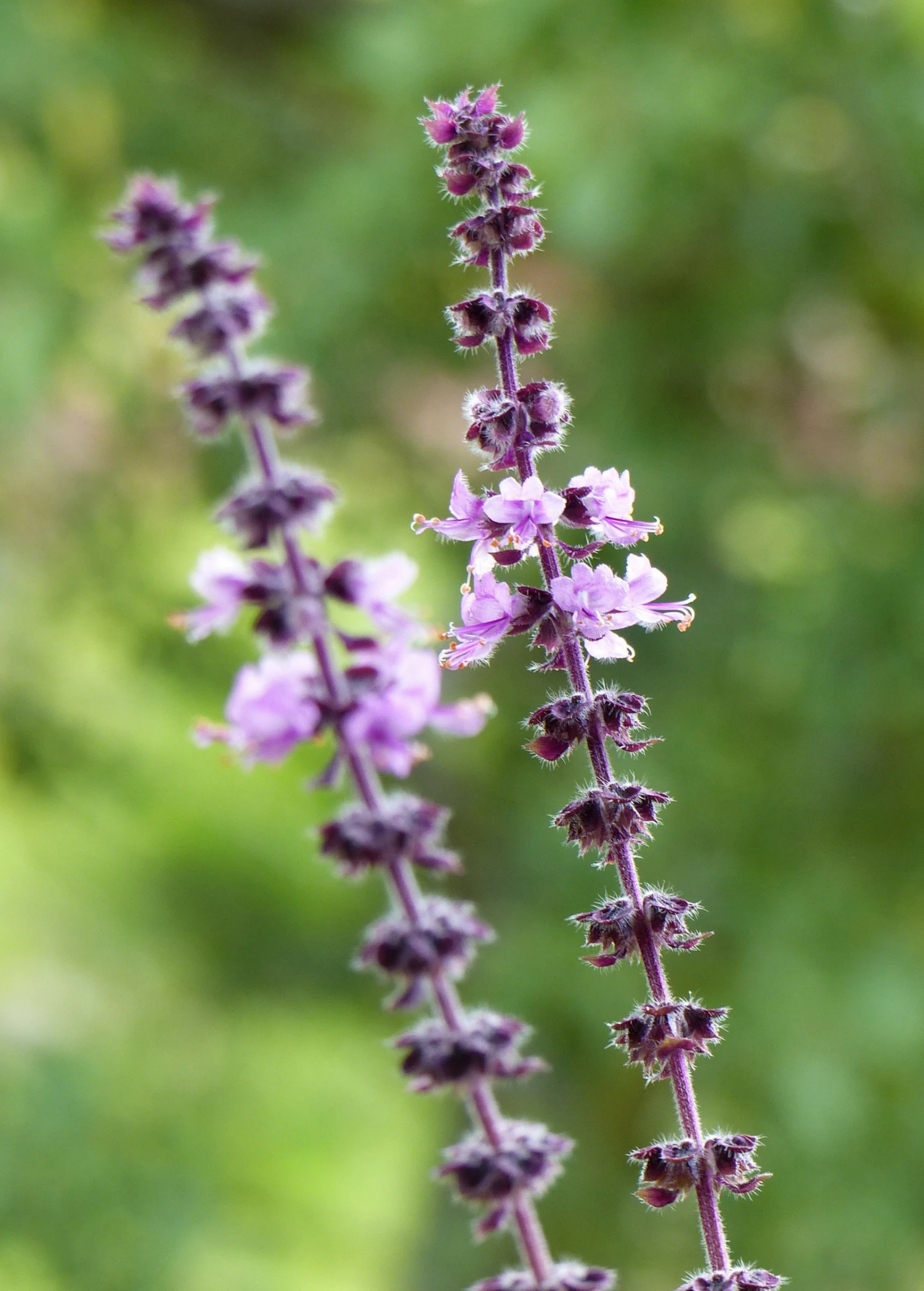 African Blue Basil (Ocimum Kilimandscharicum × Basilicum 'Dark Opal')