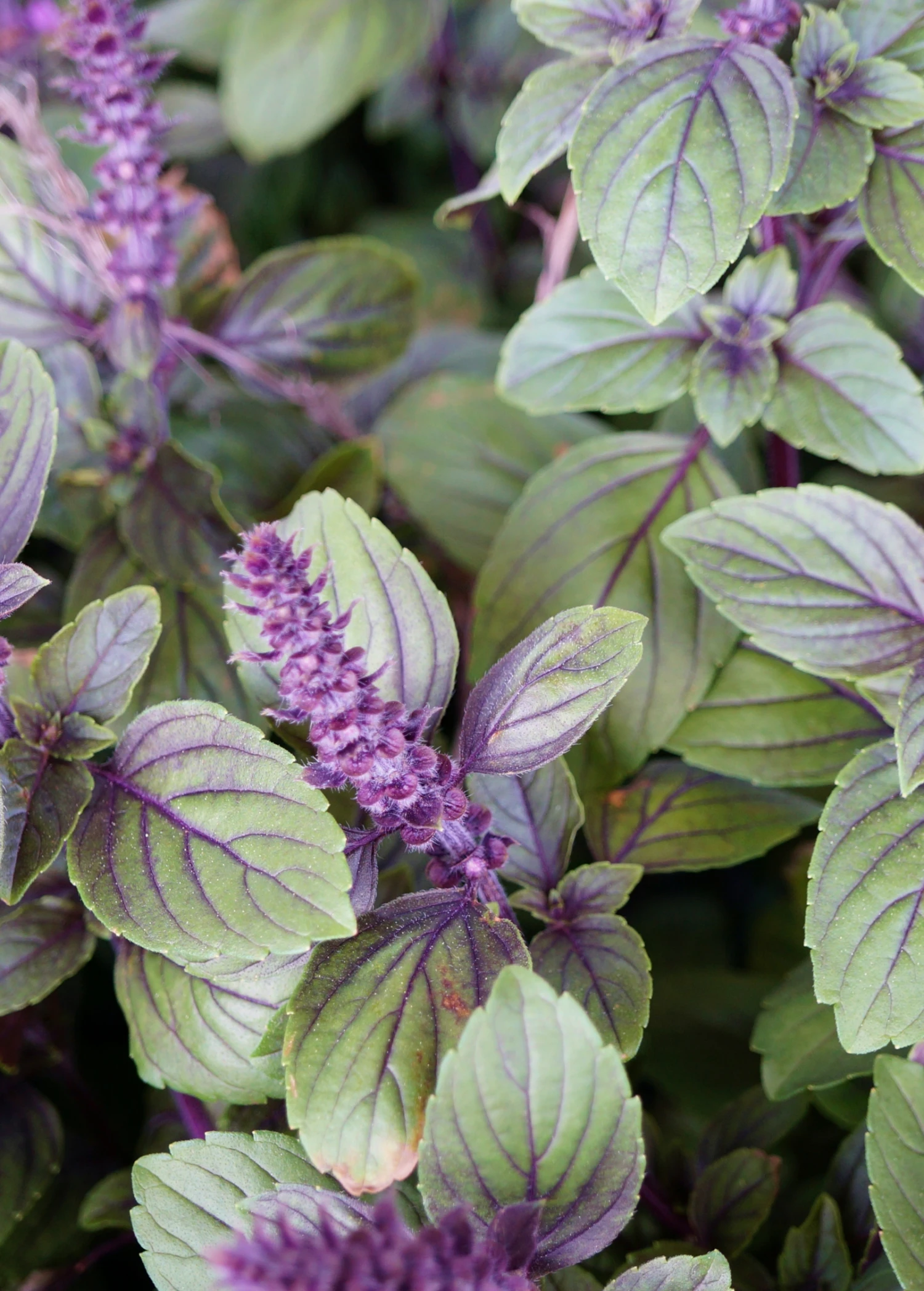 African Blue Basil (Ocimum Kilimandscharicum × Basilicum 'Dark Opal') - Image 4
