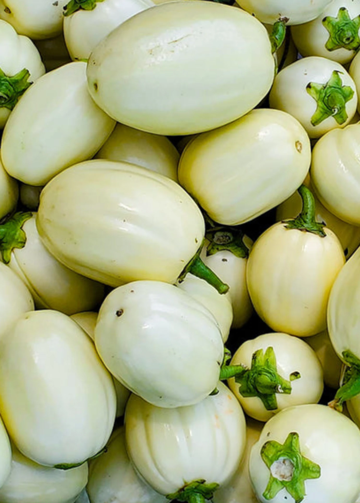 African Eggplant (Solanum Aethiopicum)