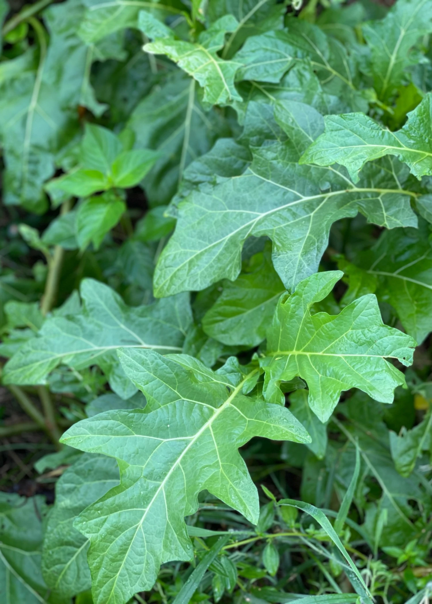 African Eggplant (Solanum Aethiopicum) - Image 3