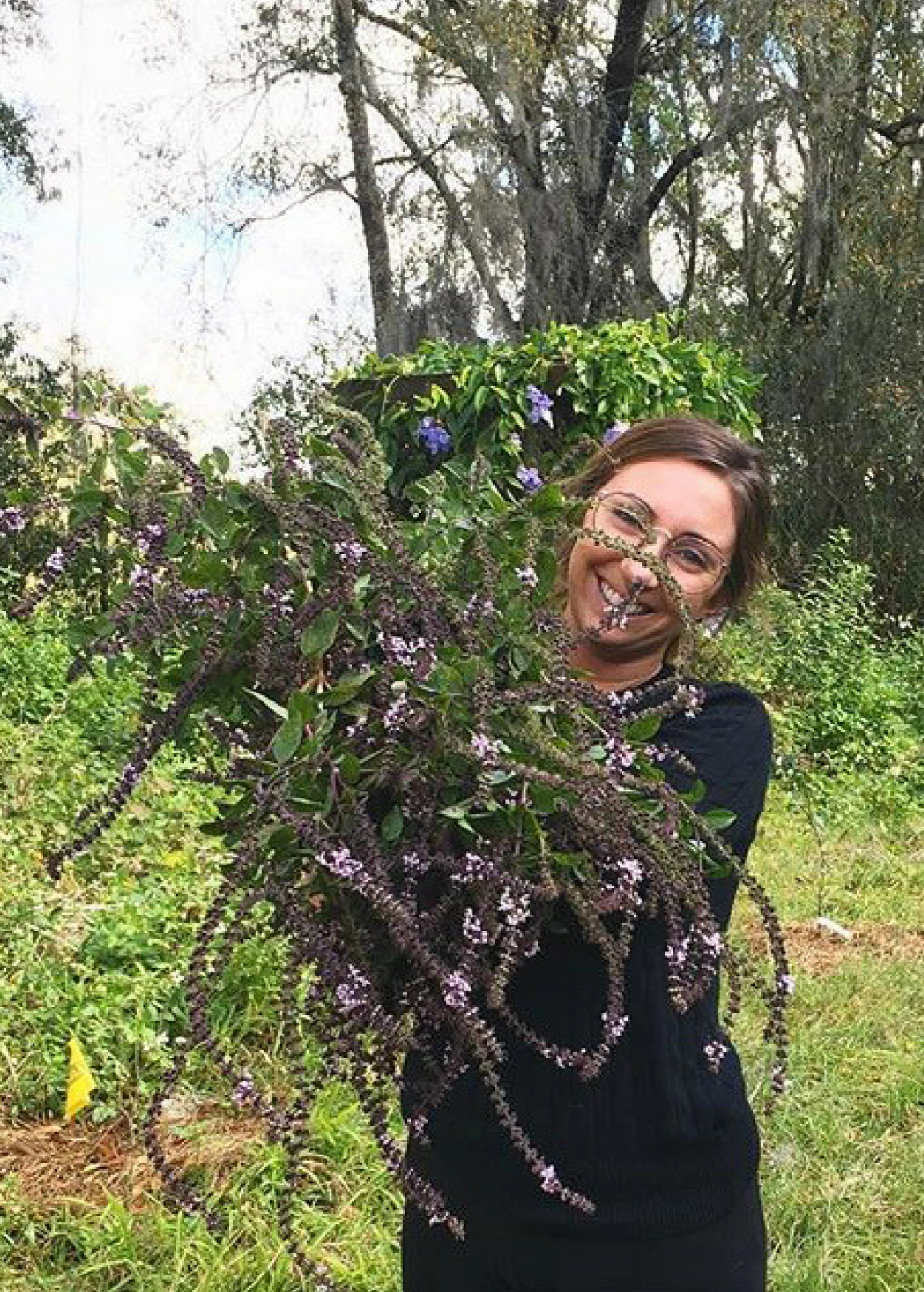 African Blue Basil (Ocimum Kilimandscharicum × Basilicum 'Dark Opal') - Image 5