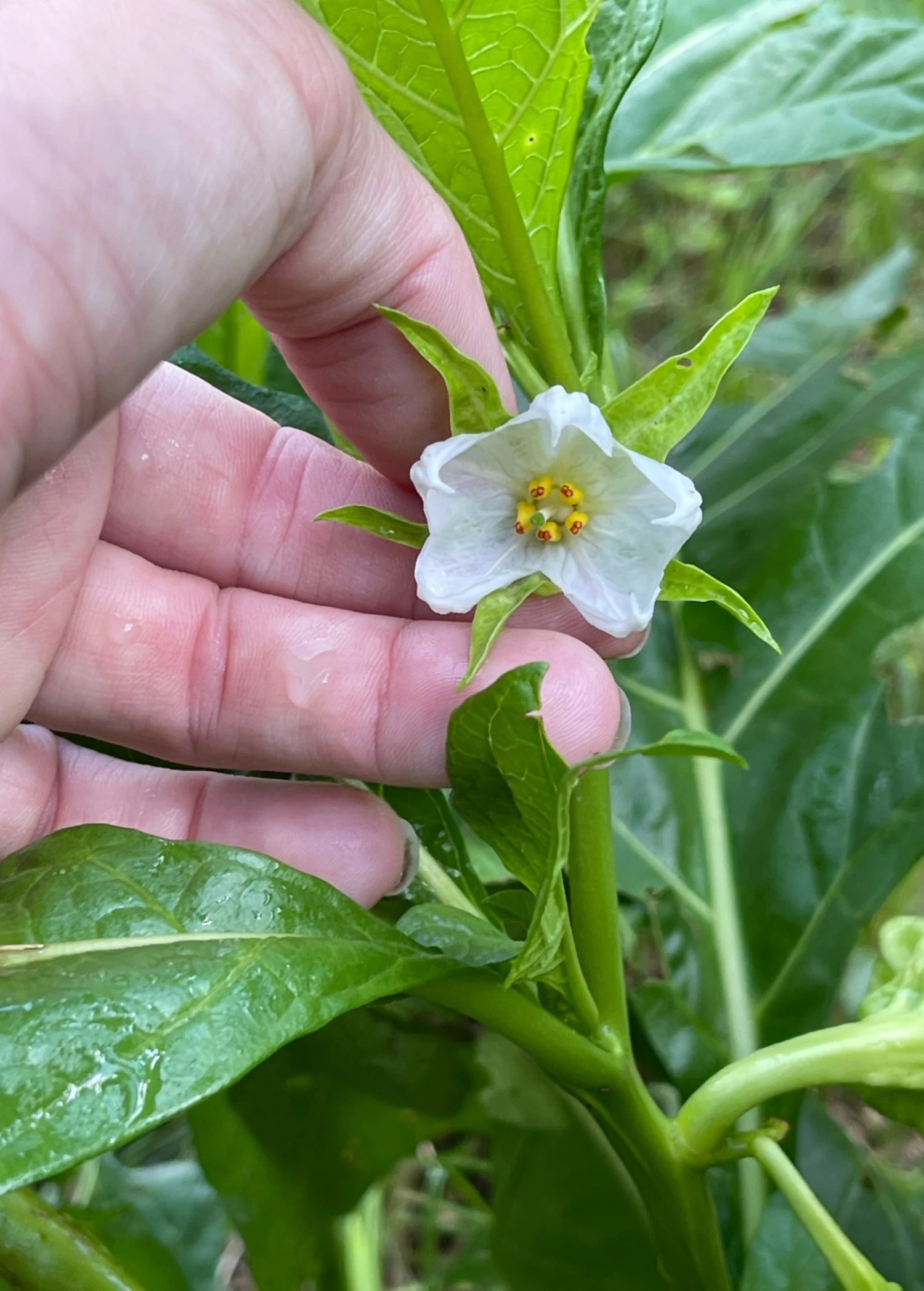 African Eggplant (Solanum Aethiopicum) - Image 4