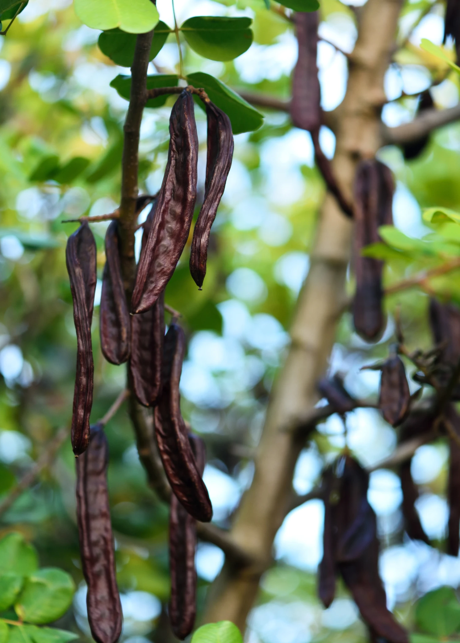 African Locust Bean Tree (Parkia Biglobosa) - Image 2