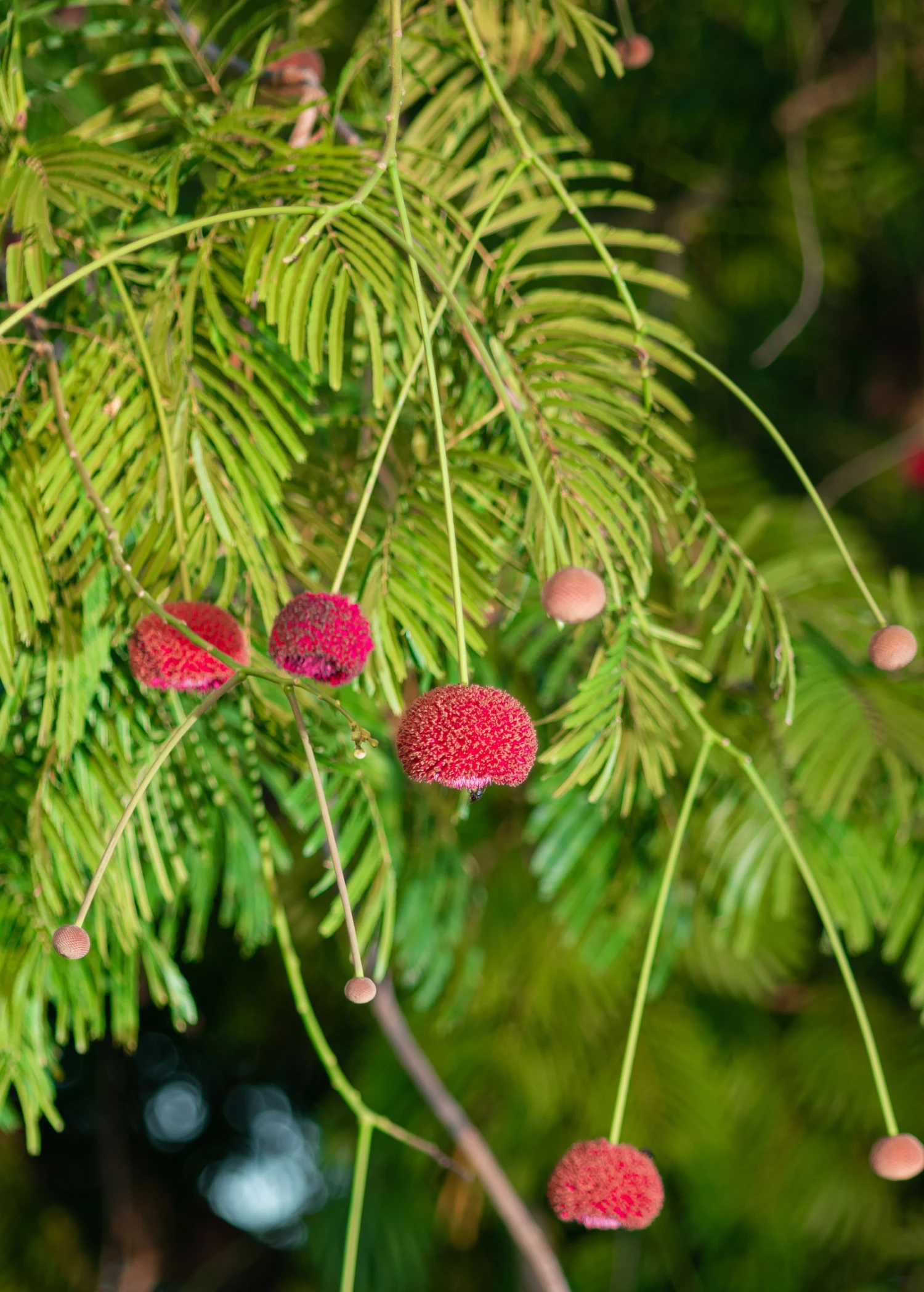 African Locust Bean Tree (Parkia Biglobosa) - Image 3