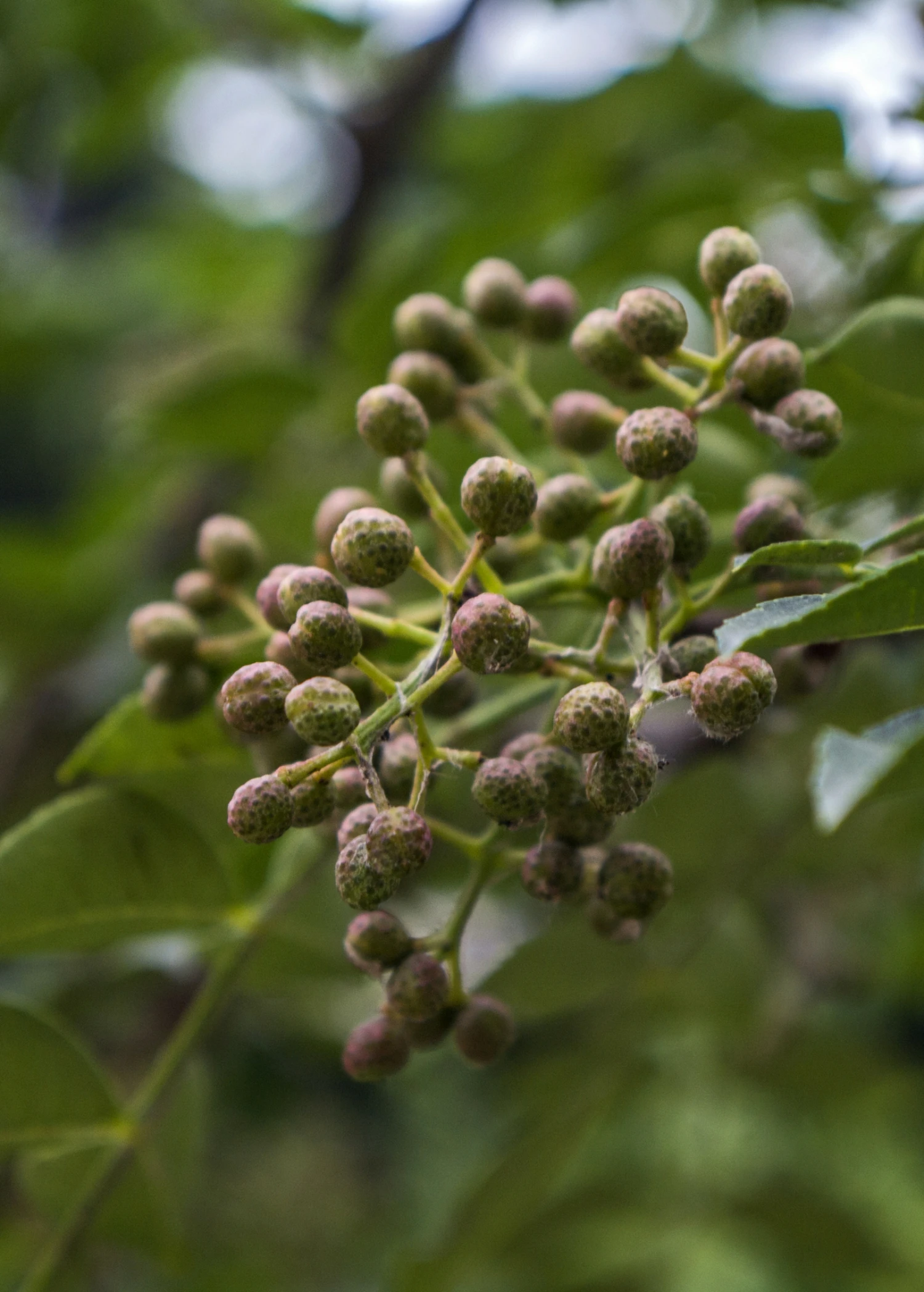 Allspice (Pimenta Dioica) - Image 6