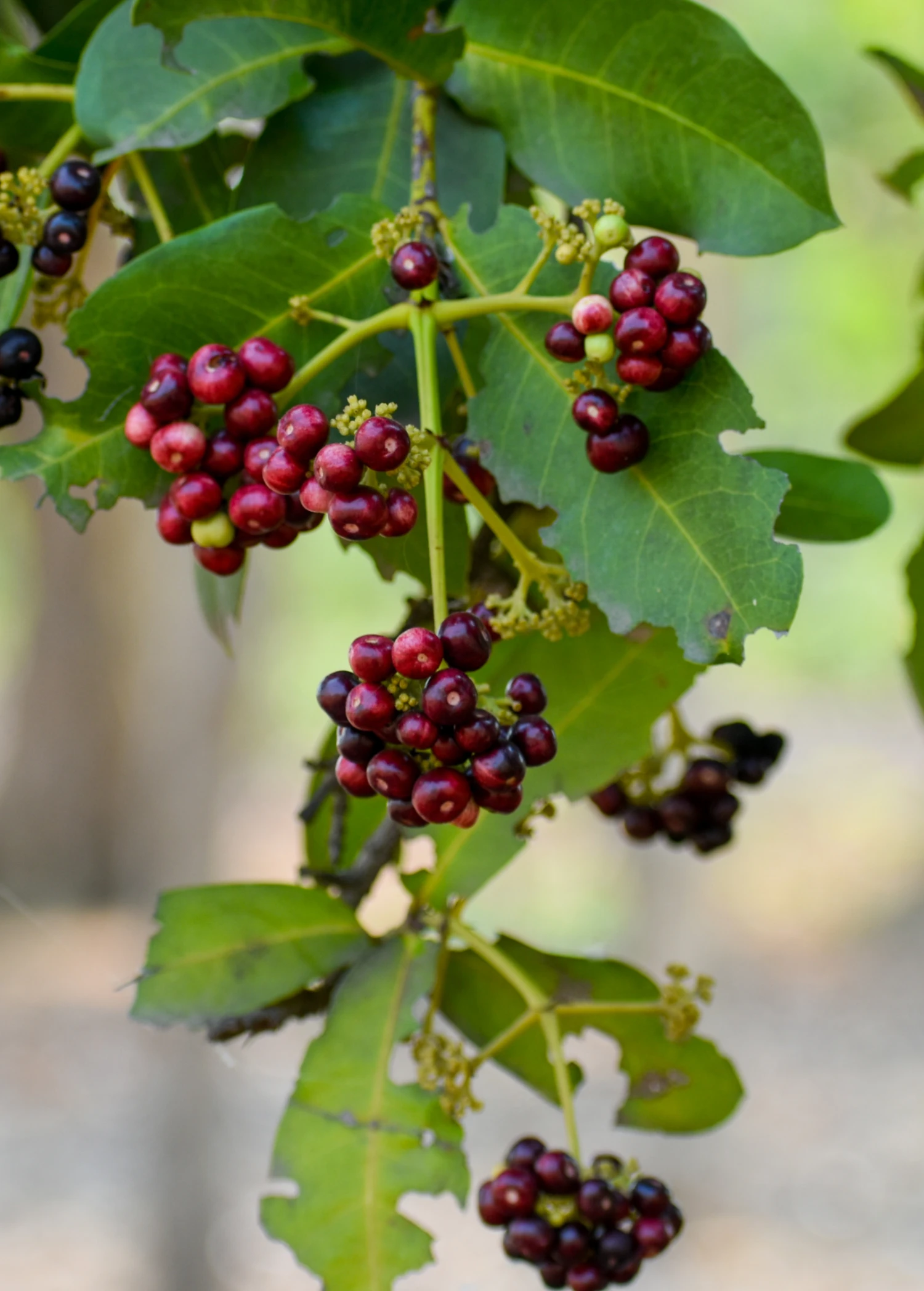 Allspice (Pimenta Dioica) - Image 2
