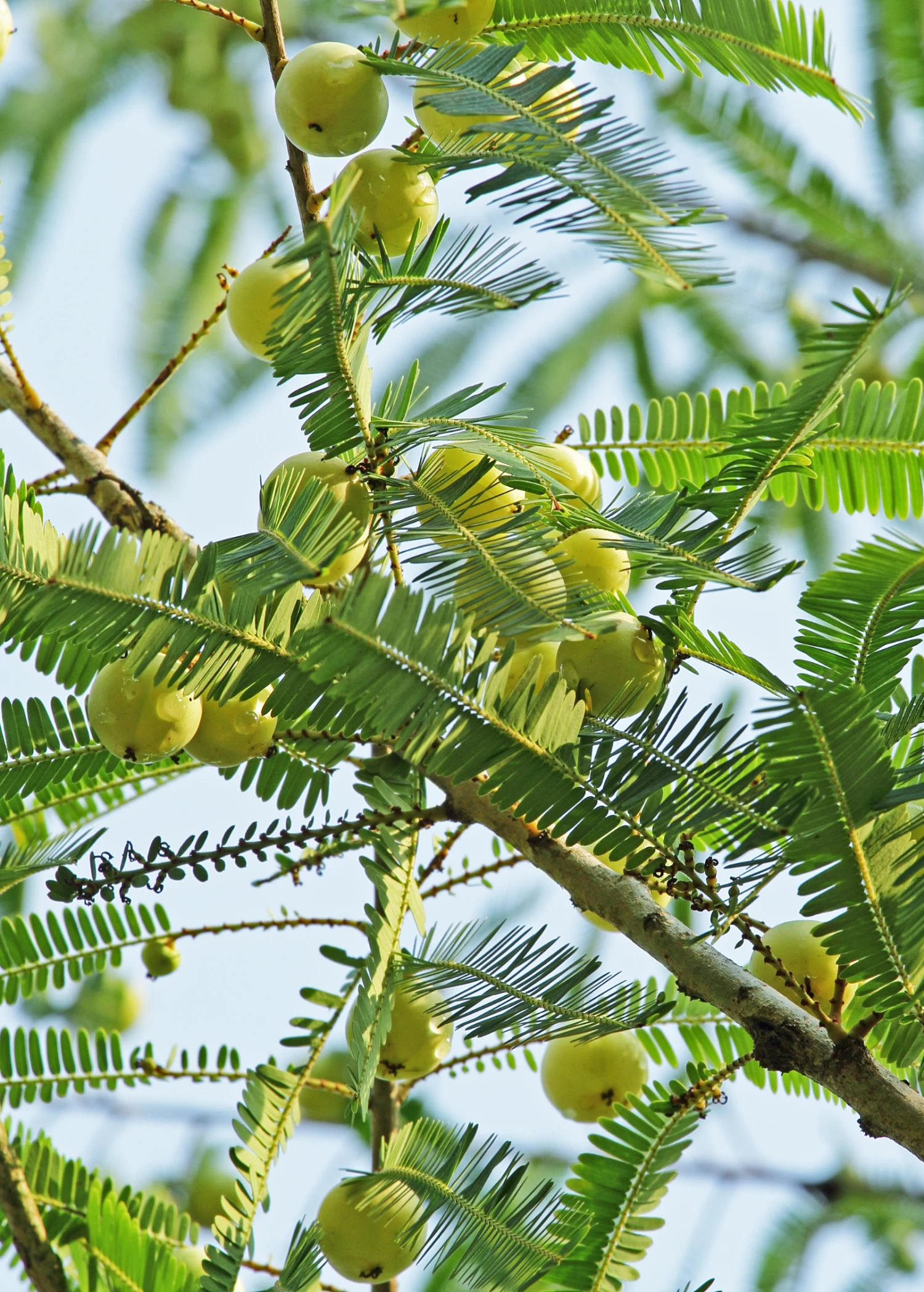 Amla, Indian Gooseberry (Phyllanthus Emblica) - Image 3