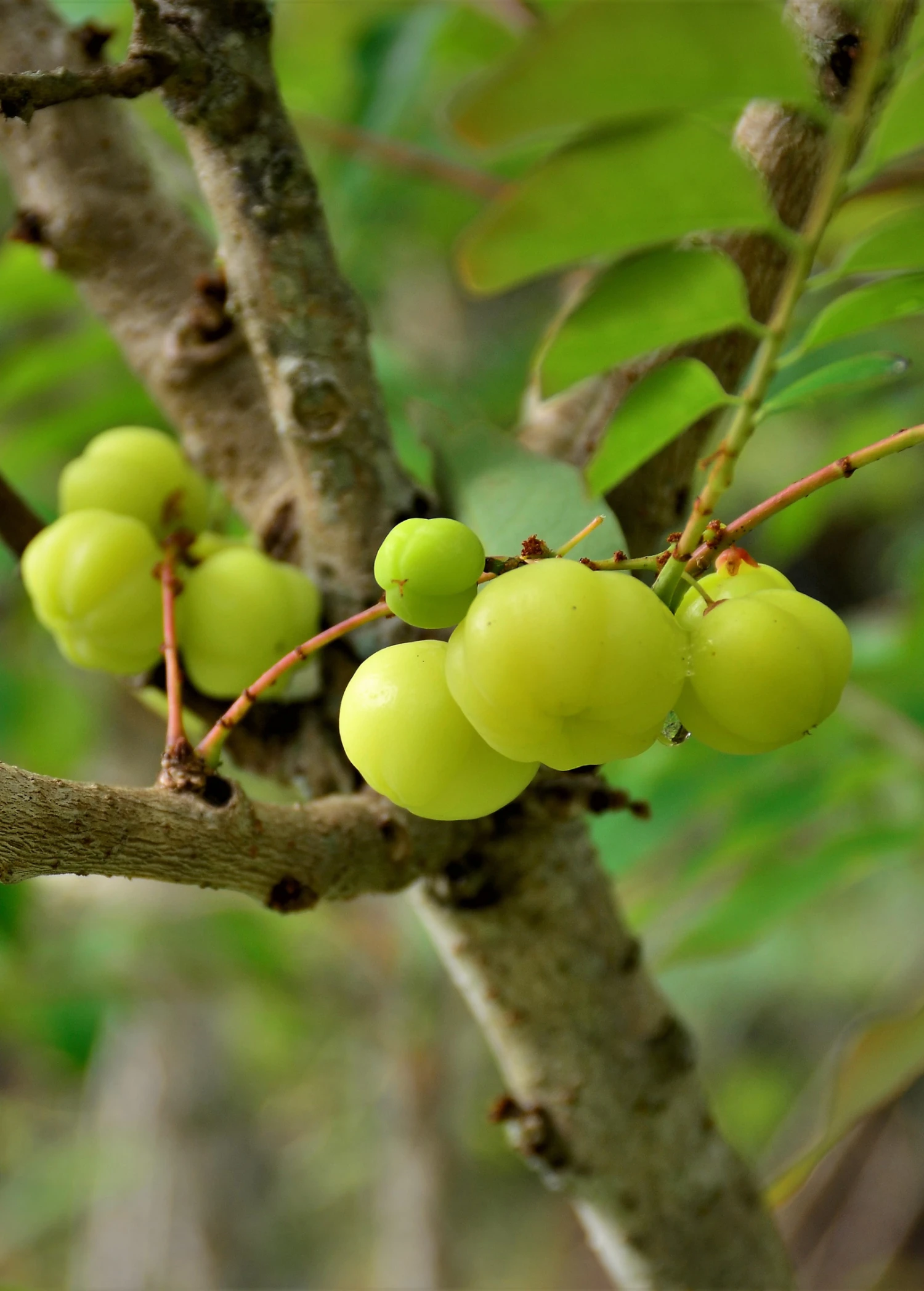 Amla, Indian Gooseberry (Phyllanthus Emblica) - Image 5