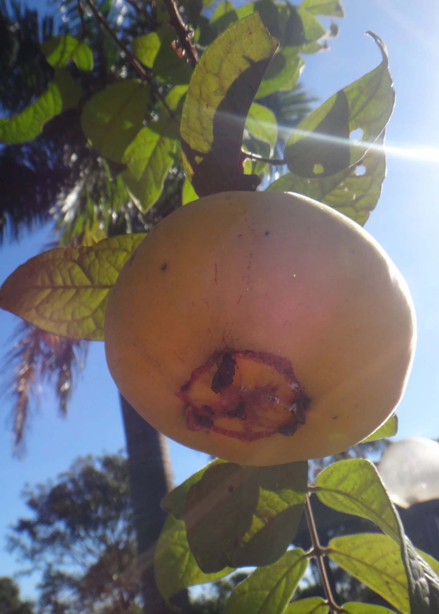 Araza (Eugenia Stipitata) - Image 2