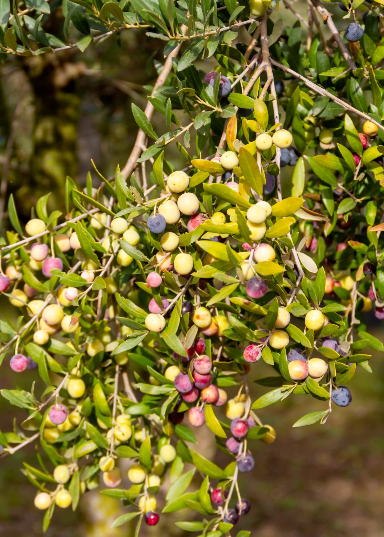 Olive 'Arbequina' (Olea Europea) - Image 7