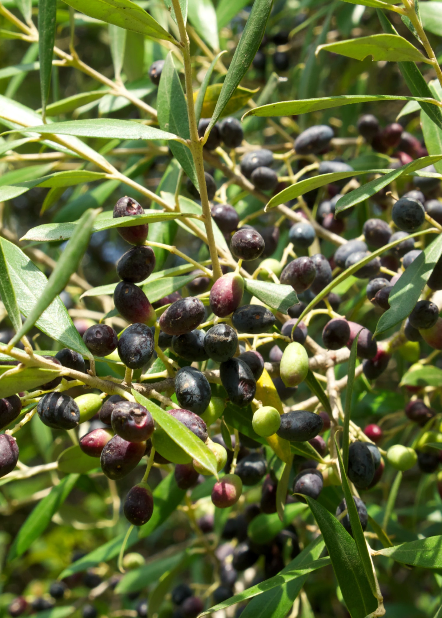 Olive 'Arbequina' (Olea Europea) - Image 6