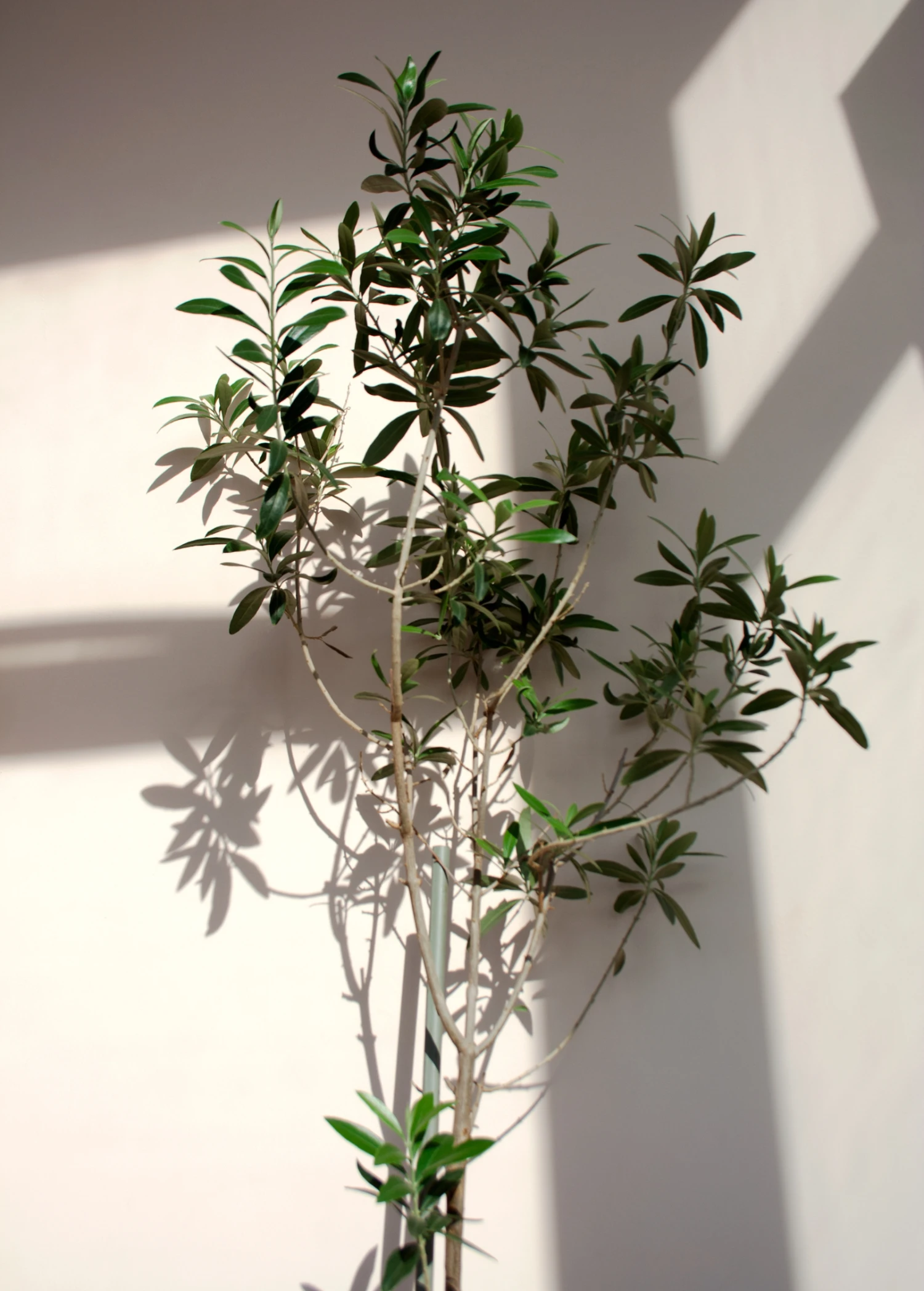 Olive 'Arbequina' (Olea Europea) - Image 5