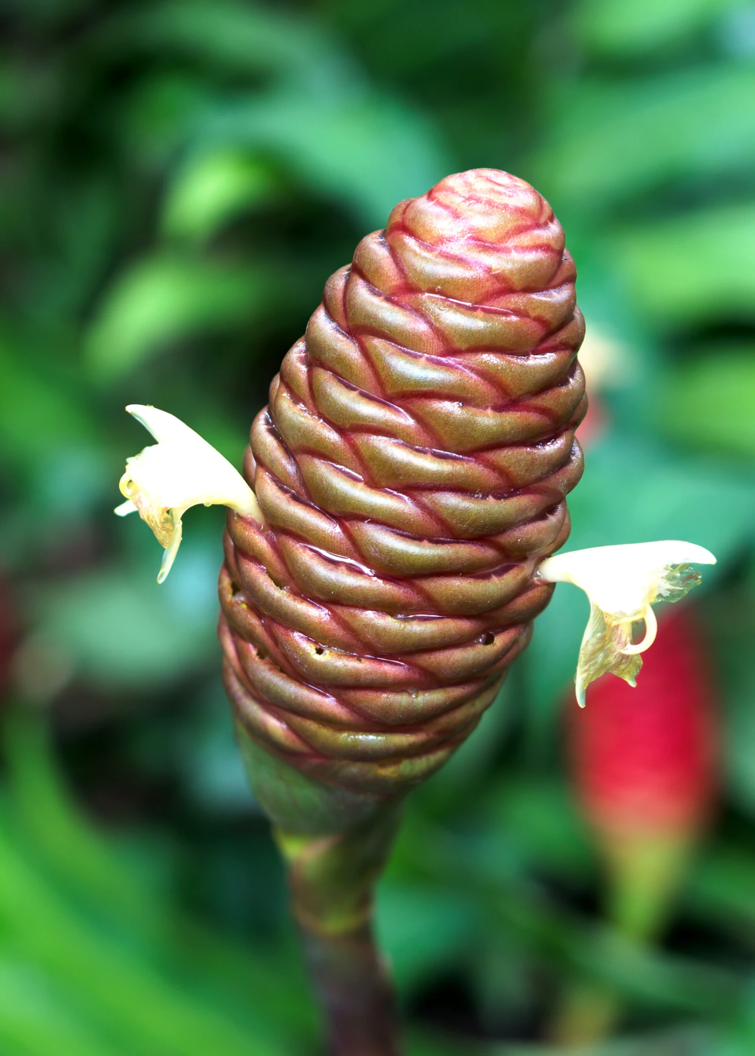 Awapuhi Shampoo Ginger (Zingiber Zerumbet) - Image 5