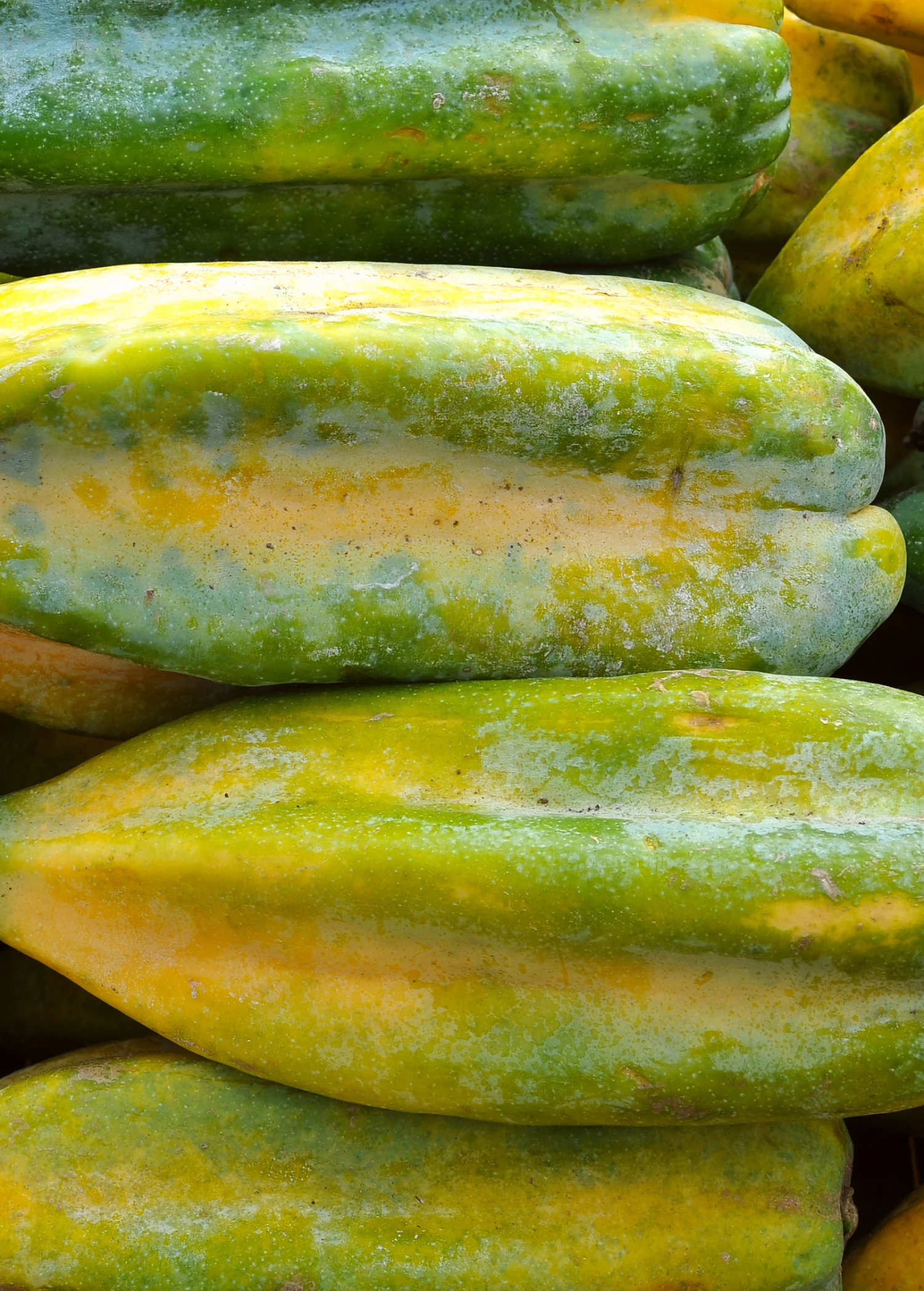 Babaco, Mountain Papaya (Carica Pentagona) - Image 4