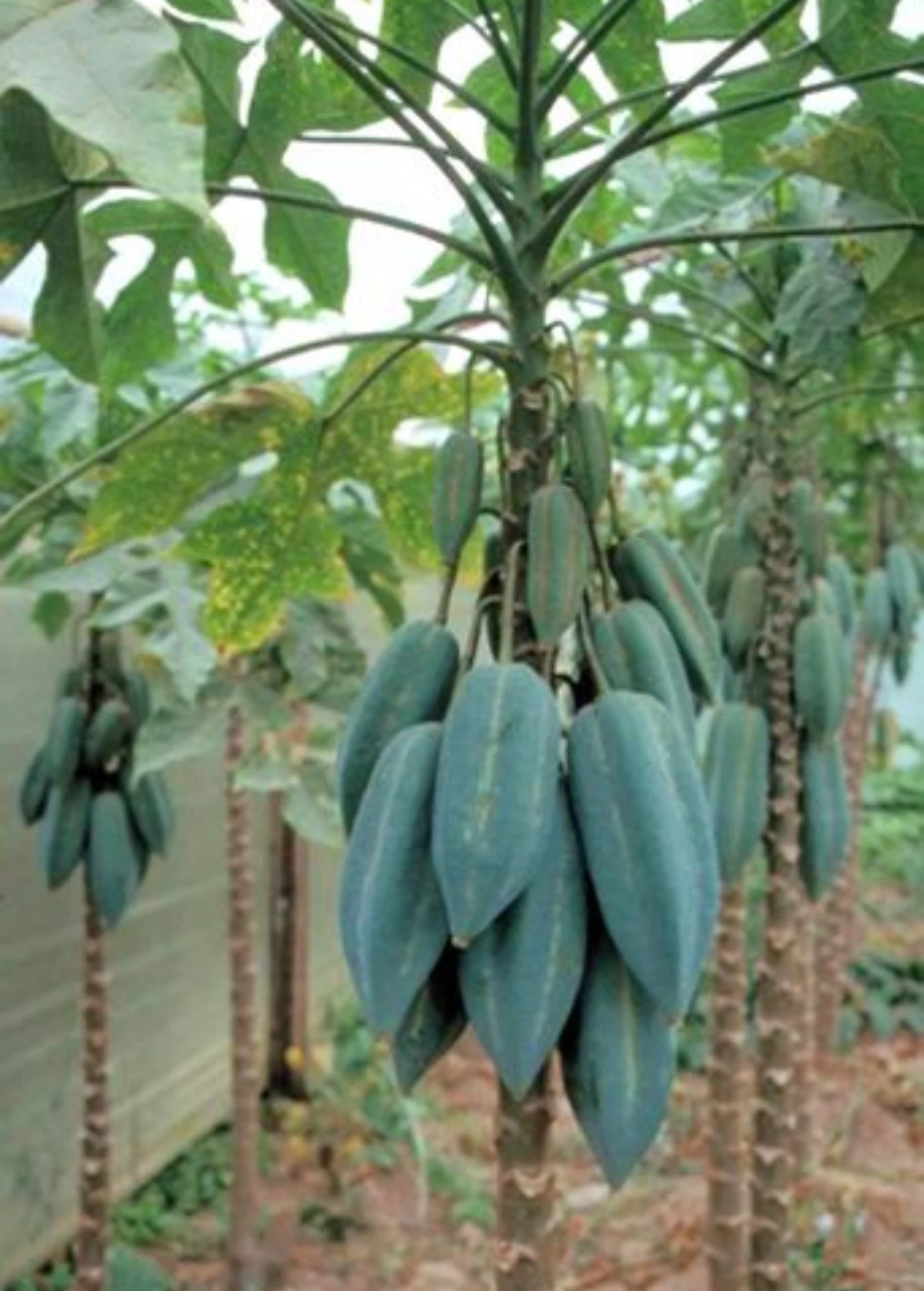 Babaco, Mountain Papaya (Carica Pentagona) - Image 3