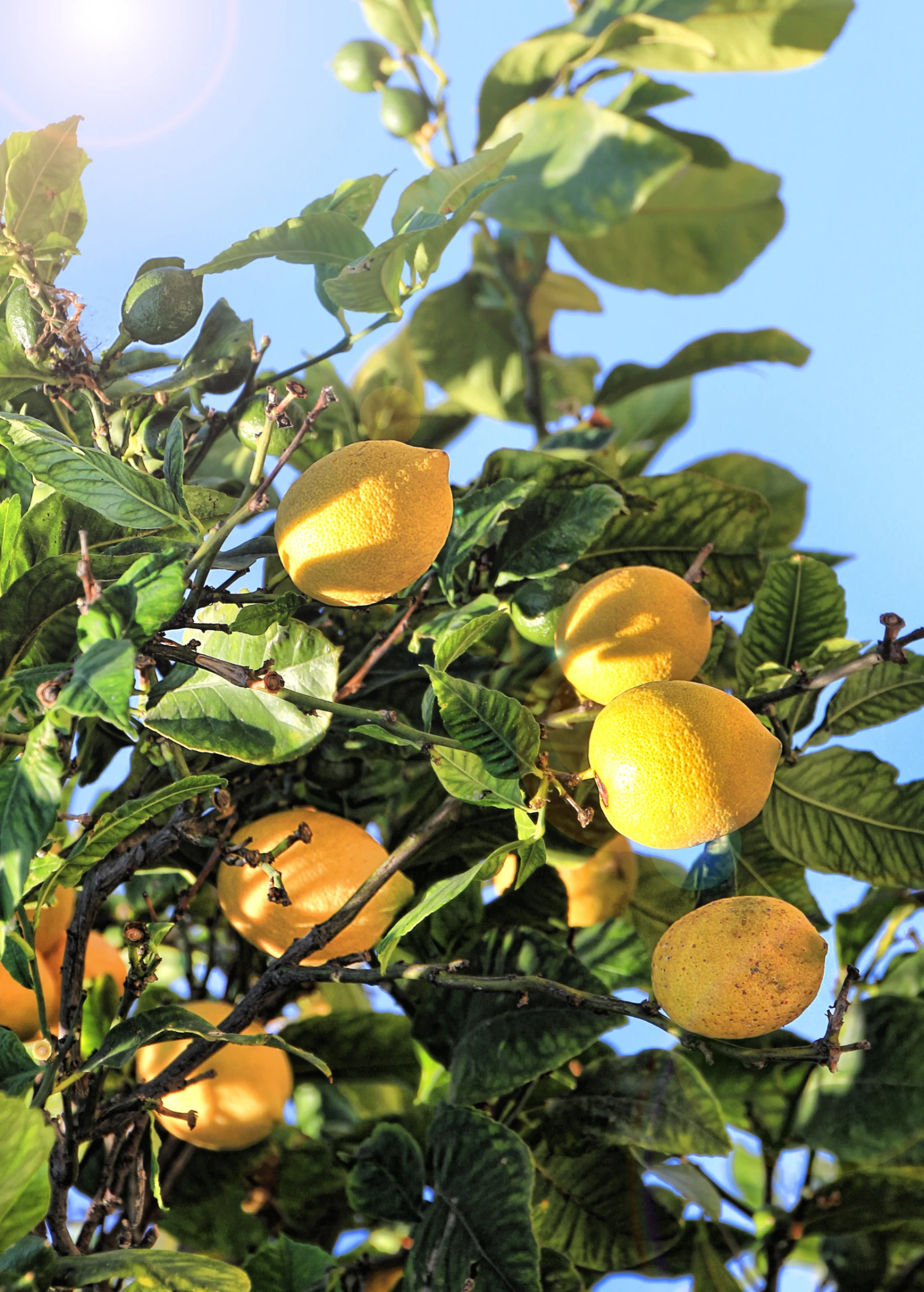 Bears Lemon (citrus X Latifolia) - Image 2